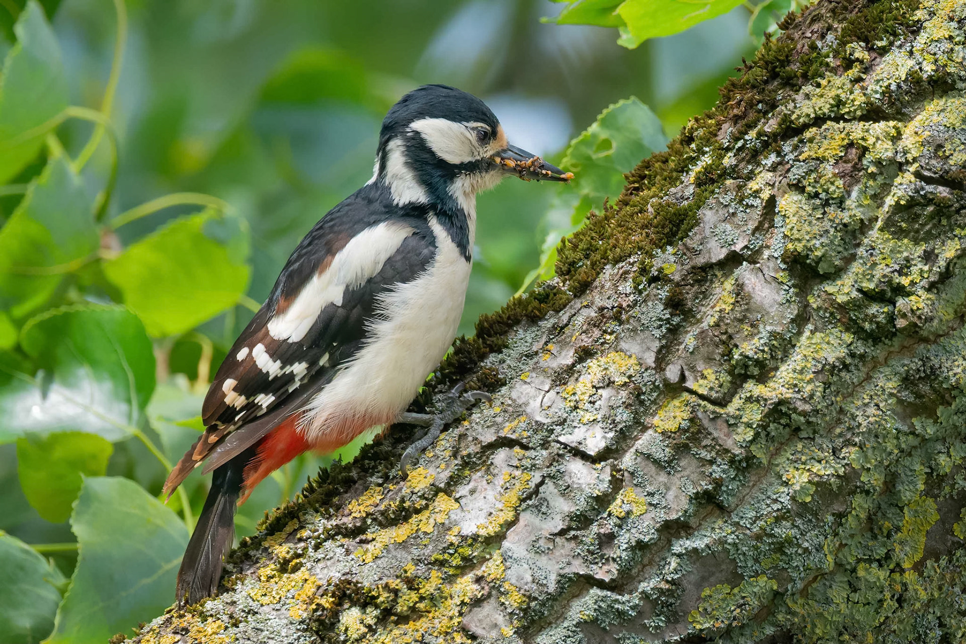 Great Spotted Woodpecker (Seneffe, Belgium)