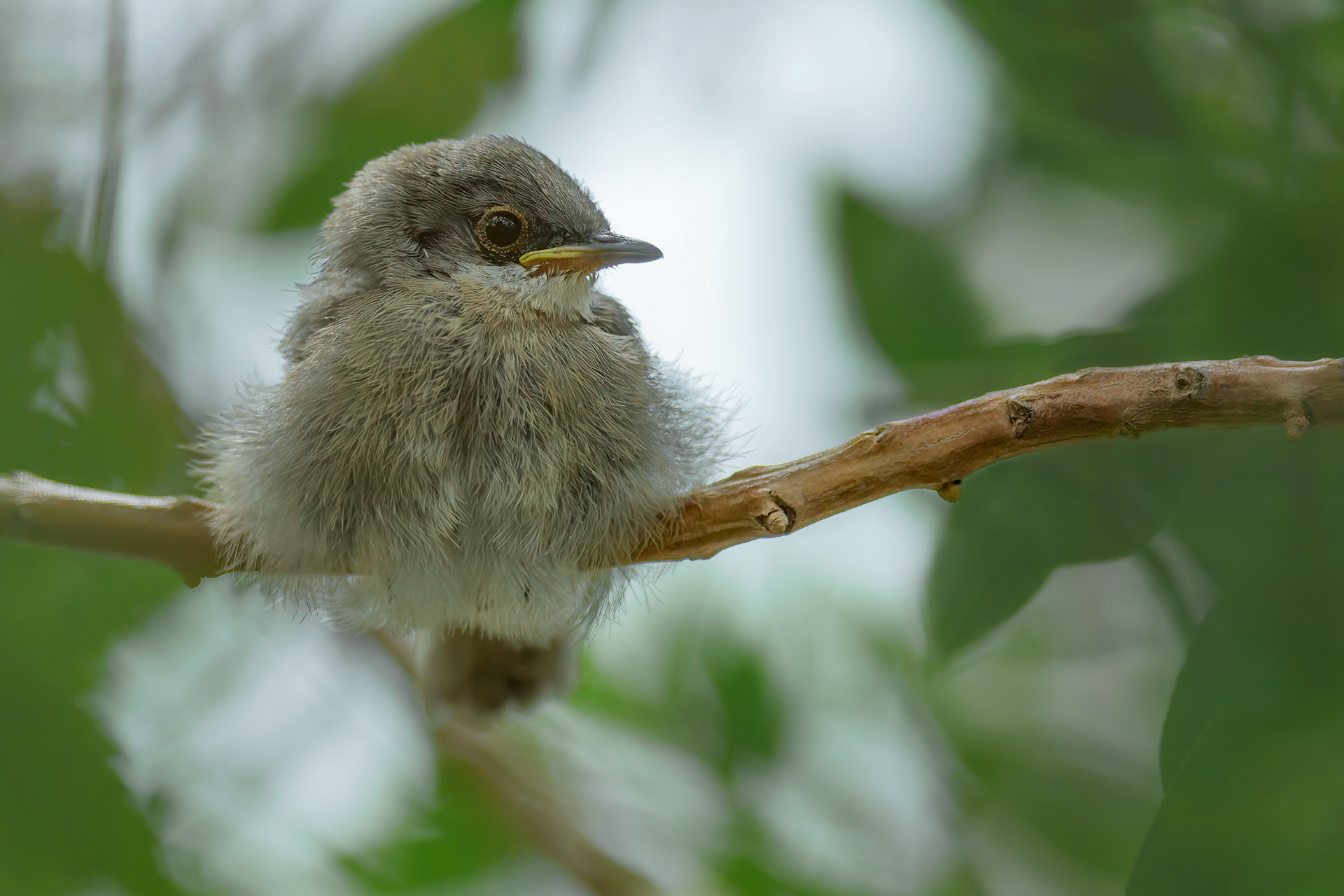 bird, Sardinian warbler, juvenile, Porto Conte, Italy