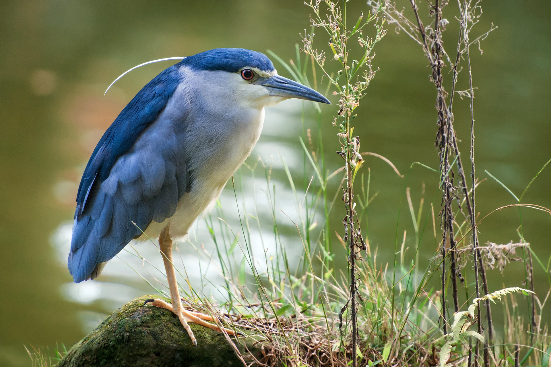 bird, black-crowned night heron, Taipei, Taiwan