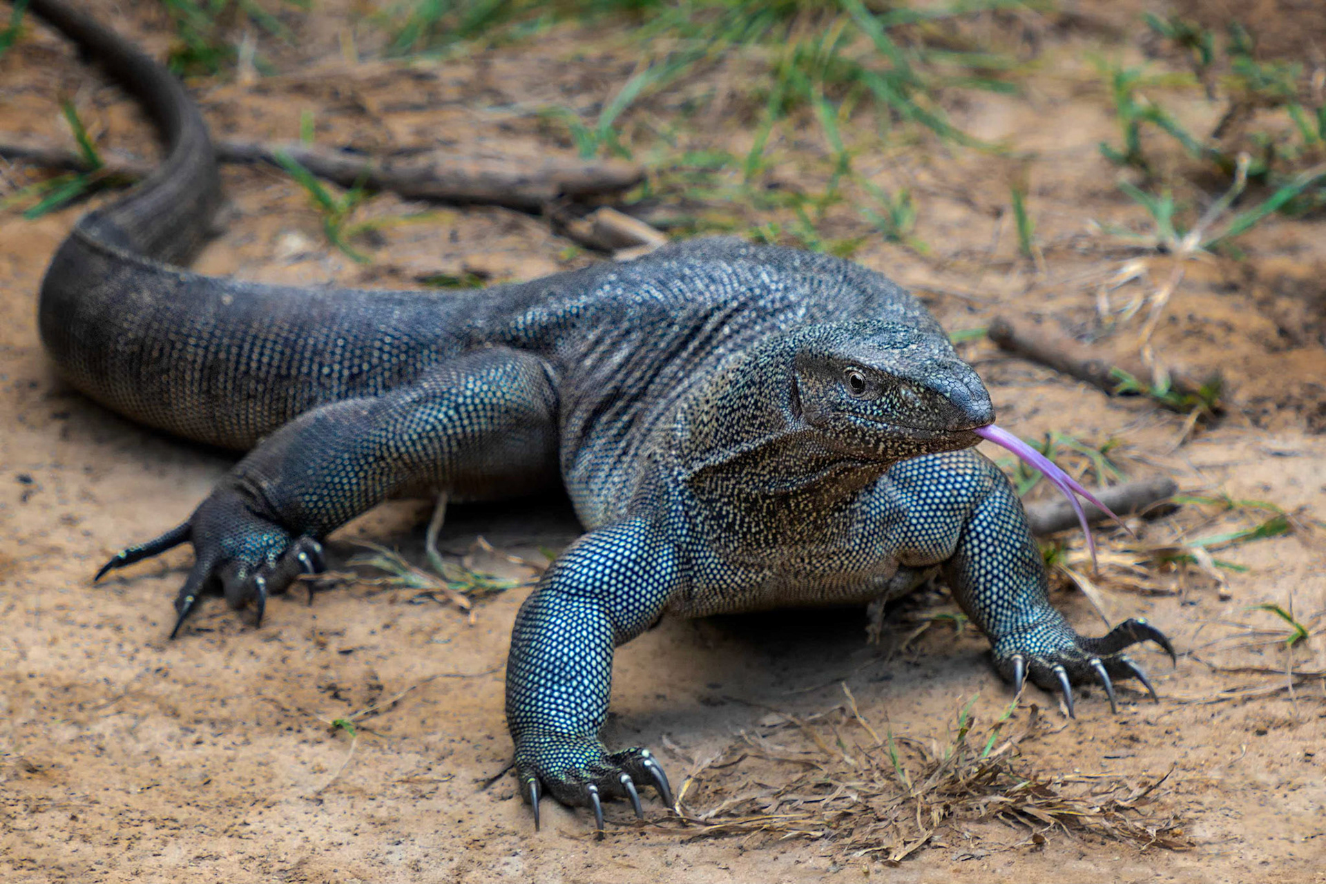 Bengal Monitor (Udawalawa, Sri Lanka)