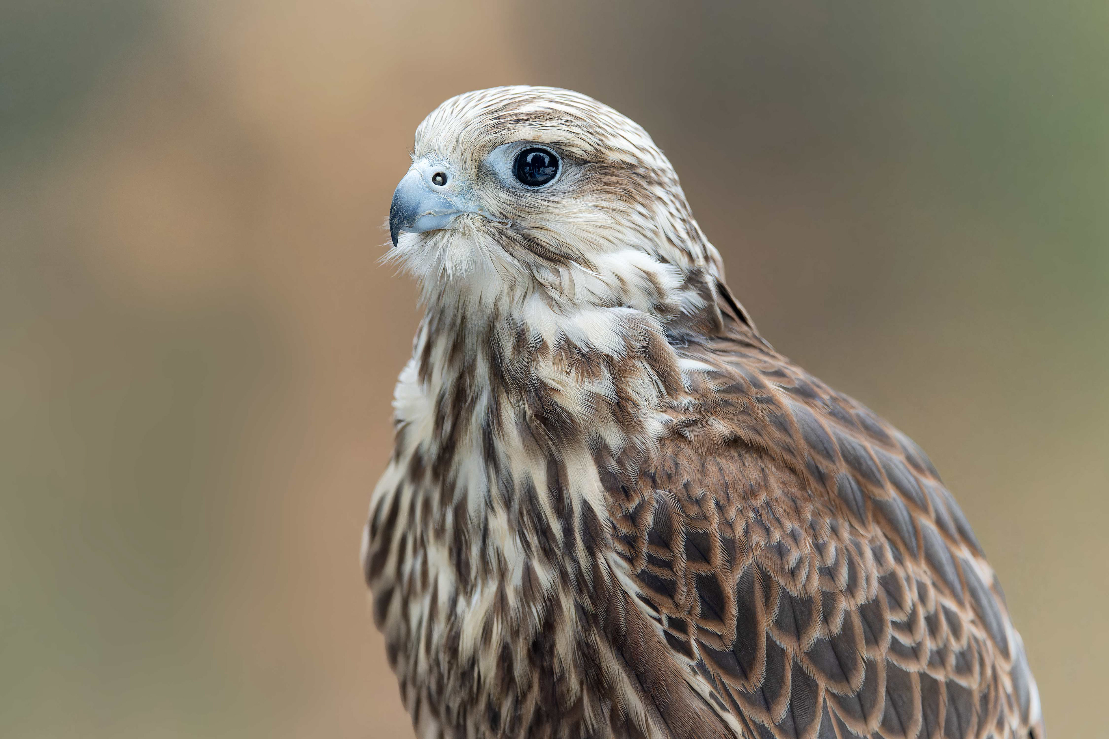 Saker Falcon (bird in human care, Hlinsko, Czech Republic)