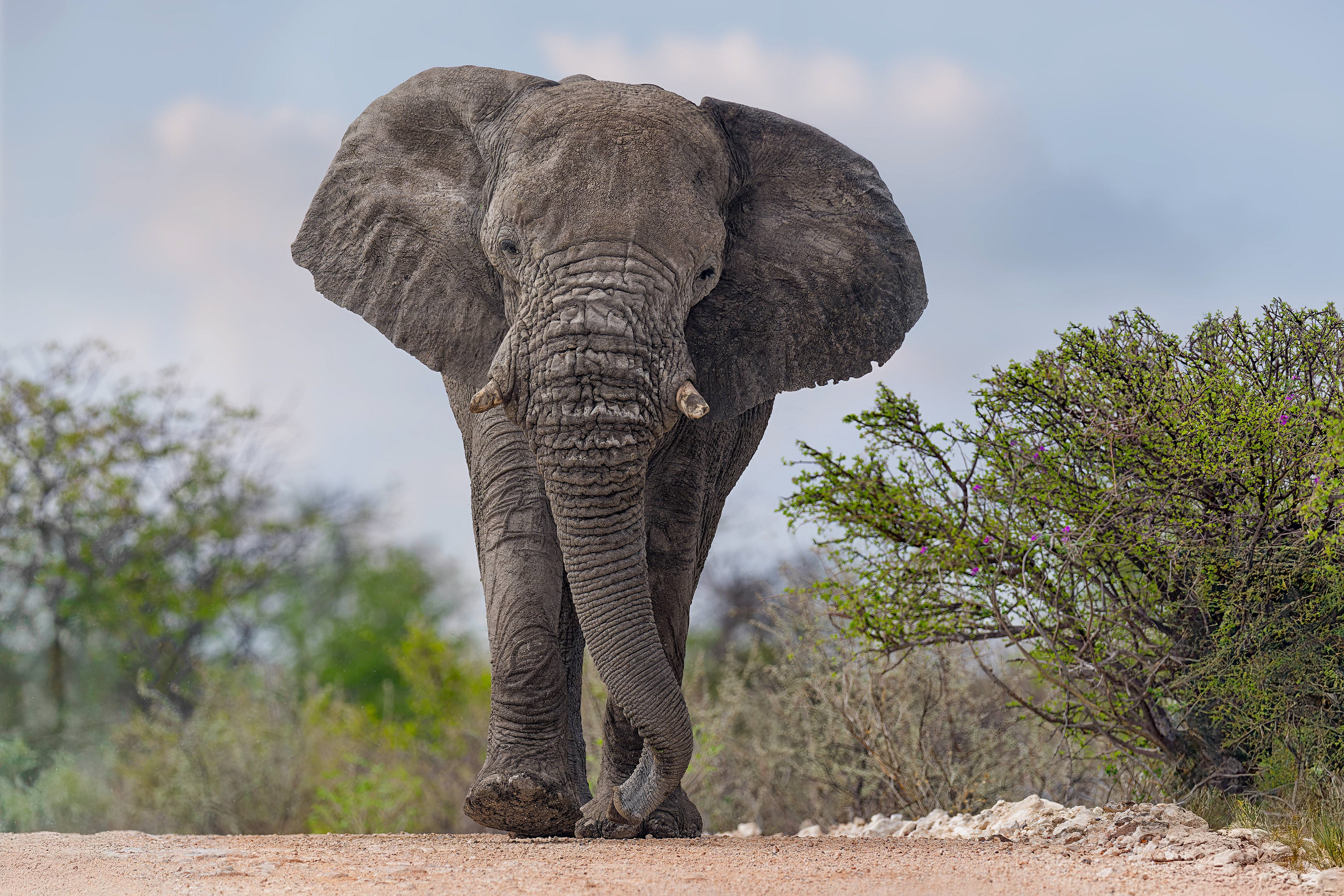 African Bush Elephant (Etosha, Namibia)