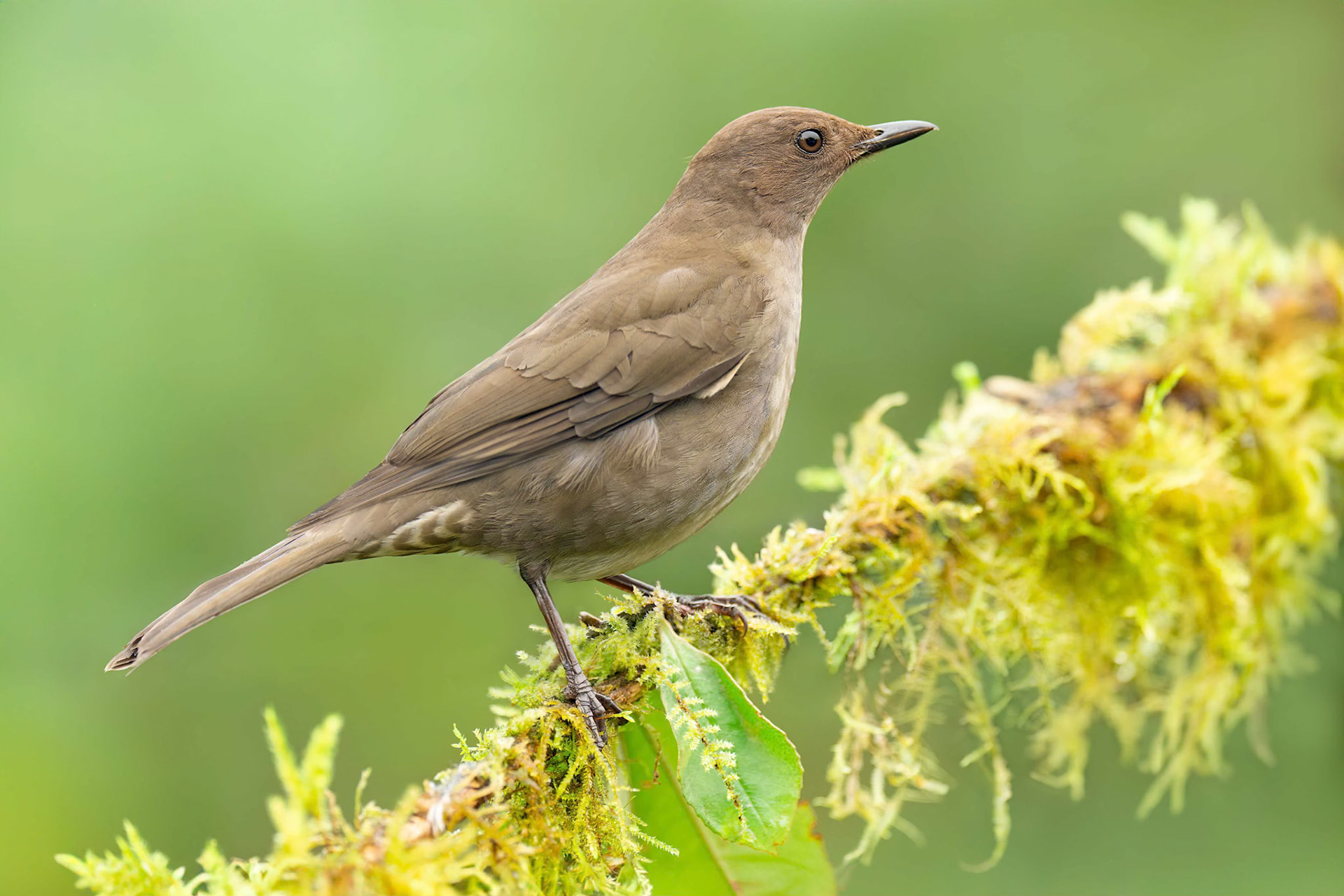 Mountain Thrush (Savage, Costa Rica)