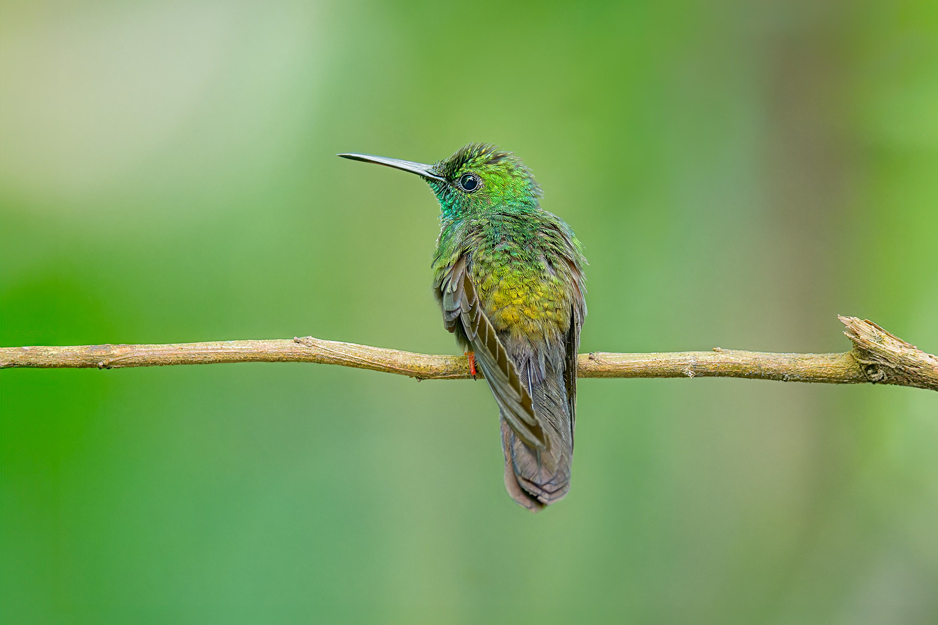 Bronze-tailed Plumeleteer (Sarapiqui, Costa Rica)