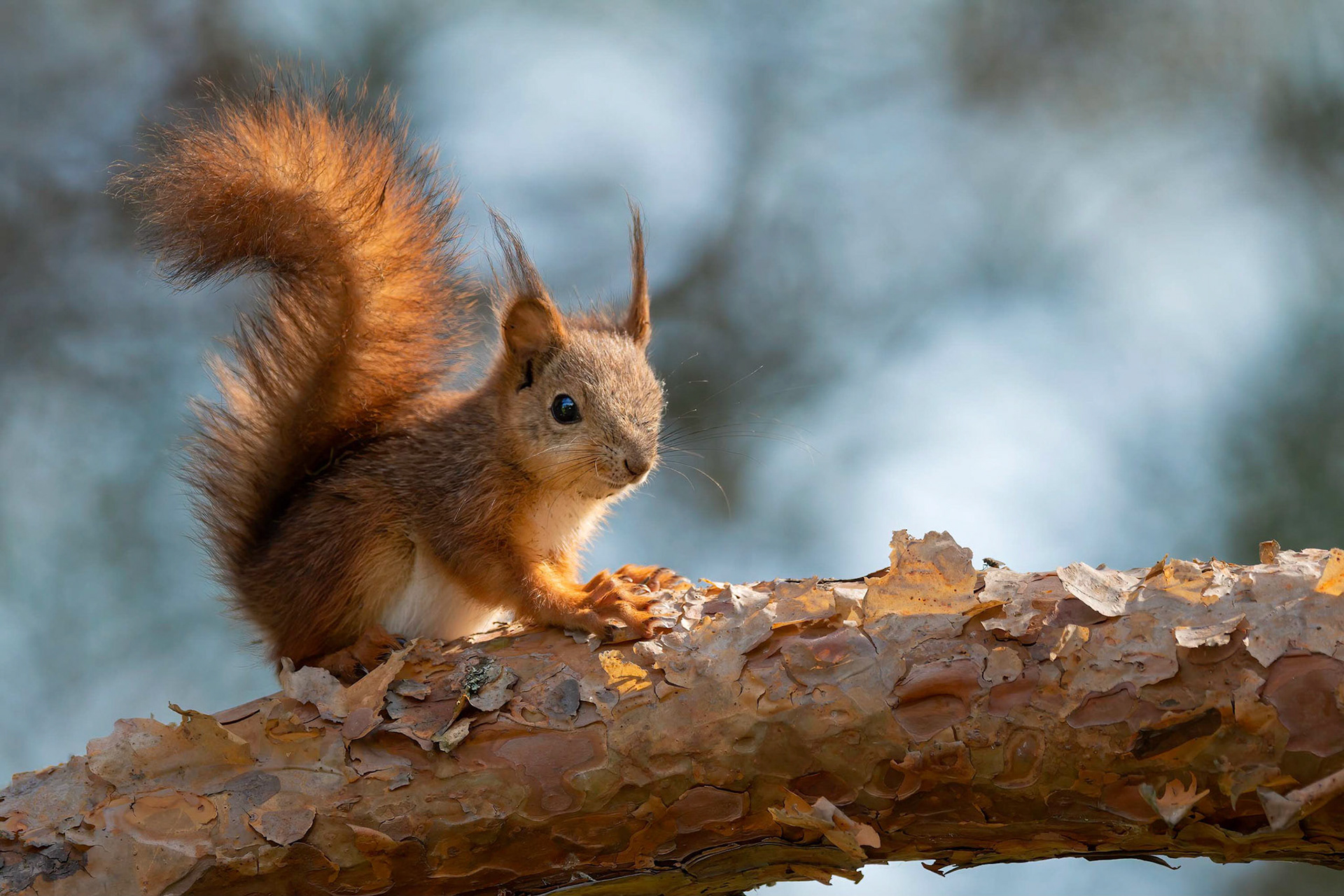 Red Squirrel (Masku, Finlad)