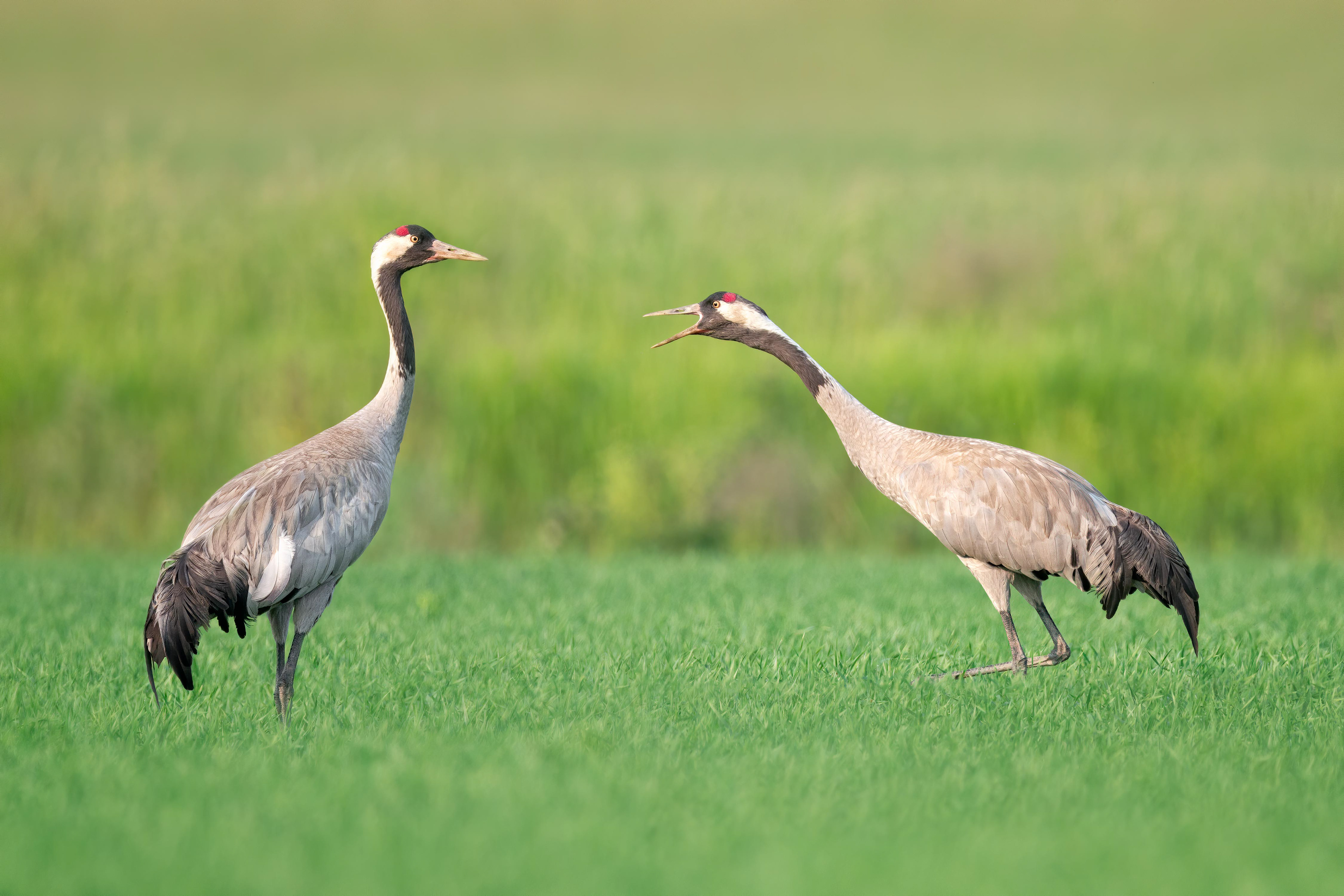 Common Crane (Masku, Finland)