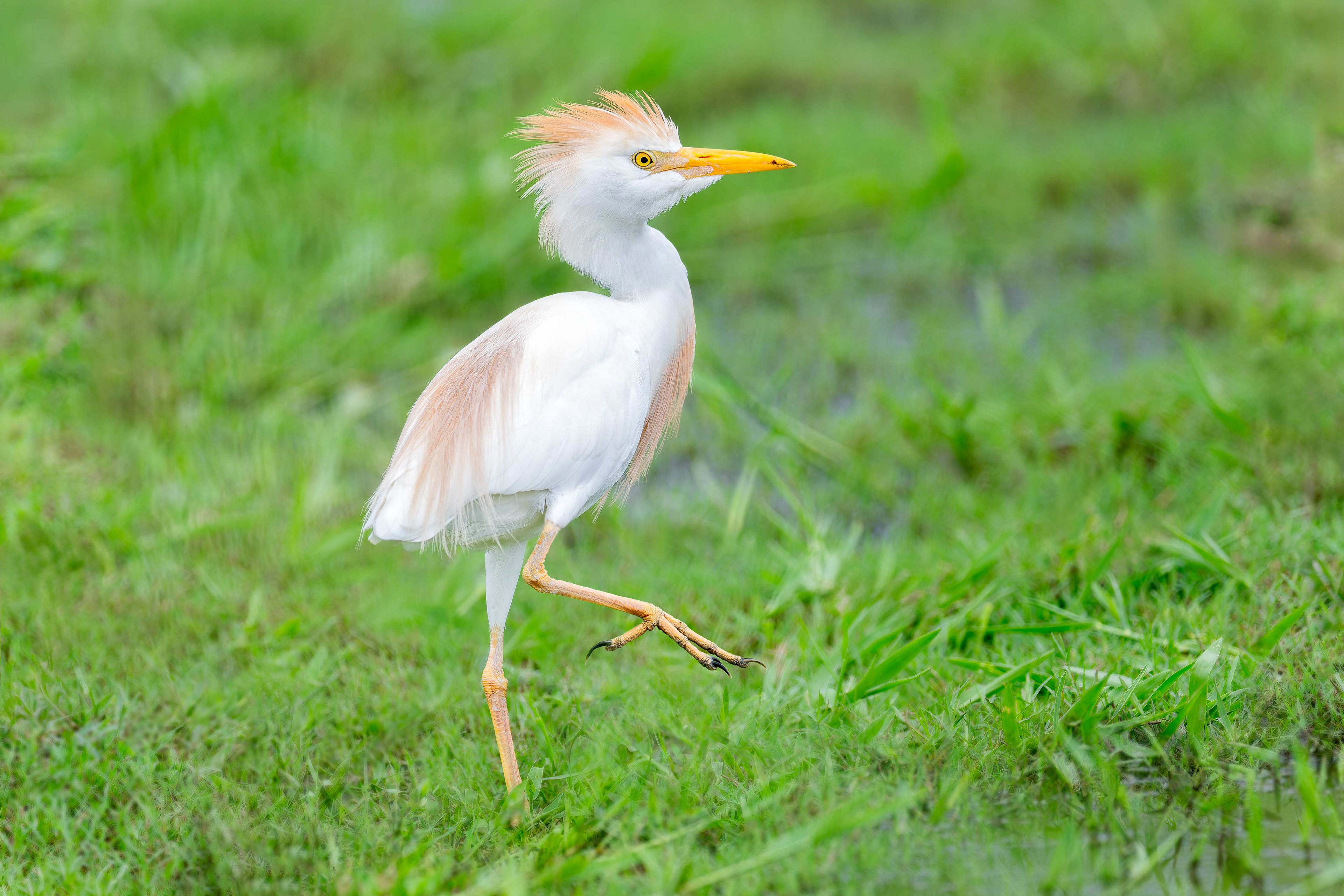 Western Cattle-egret (Shakawe, Botswana)