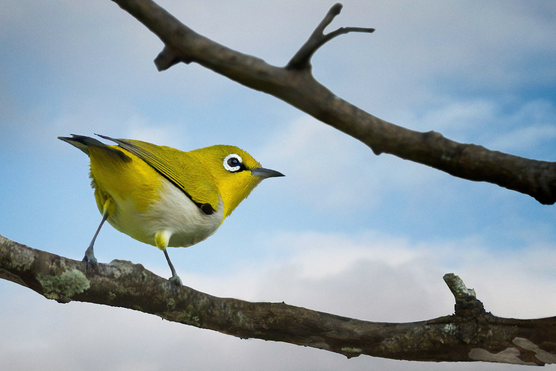 Sri Lanka White-eye (Habarana, Sri Lanka)