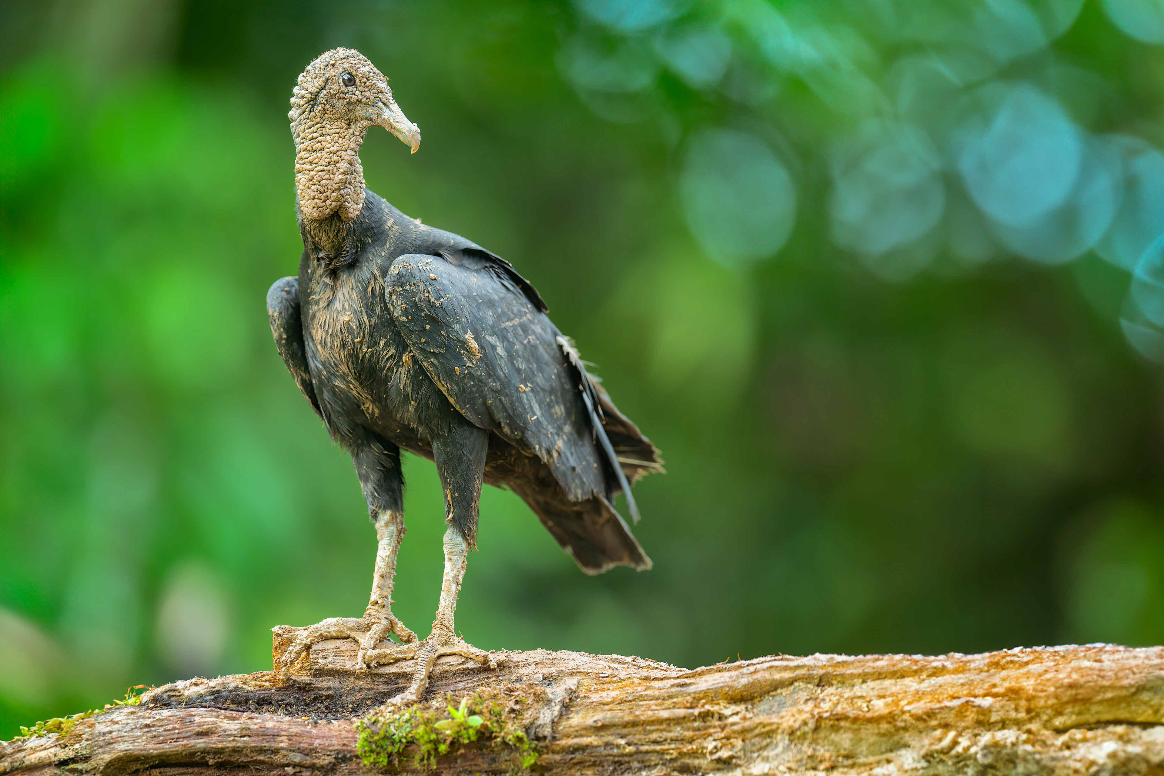 American Black Vulture (Boca Tapada, Costa Rica)