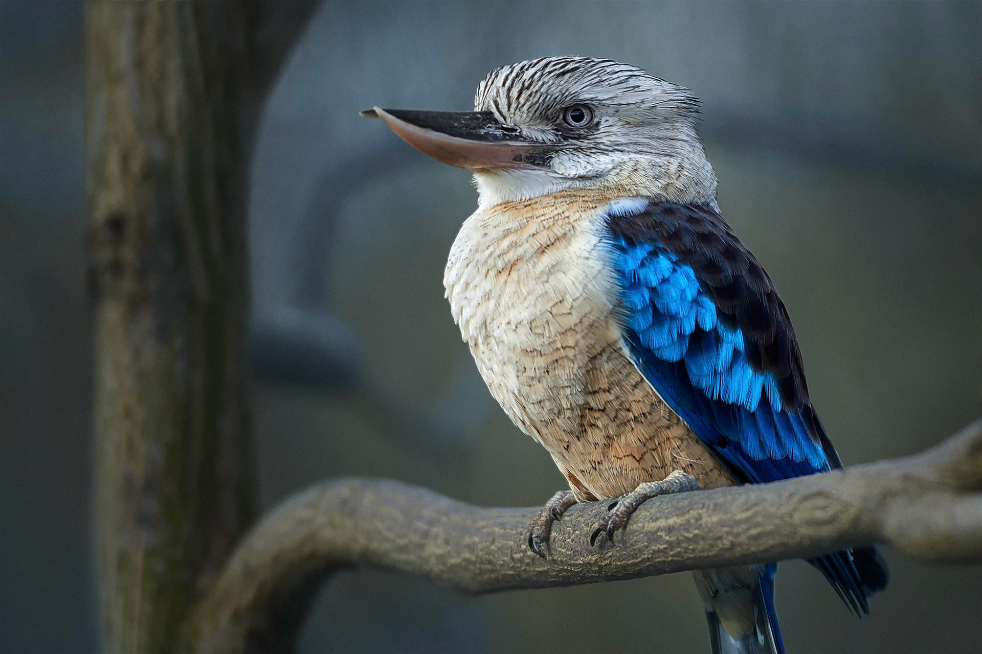 Blue-winged Kookaburra (ZOO Prague, Czech Republic)