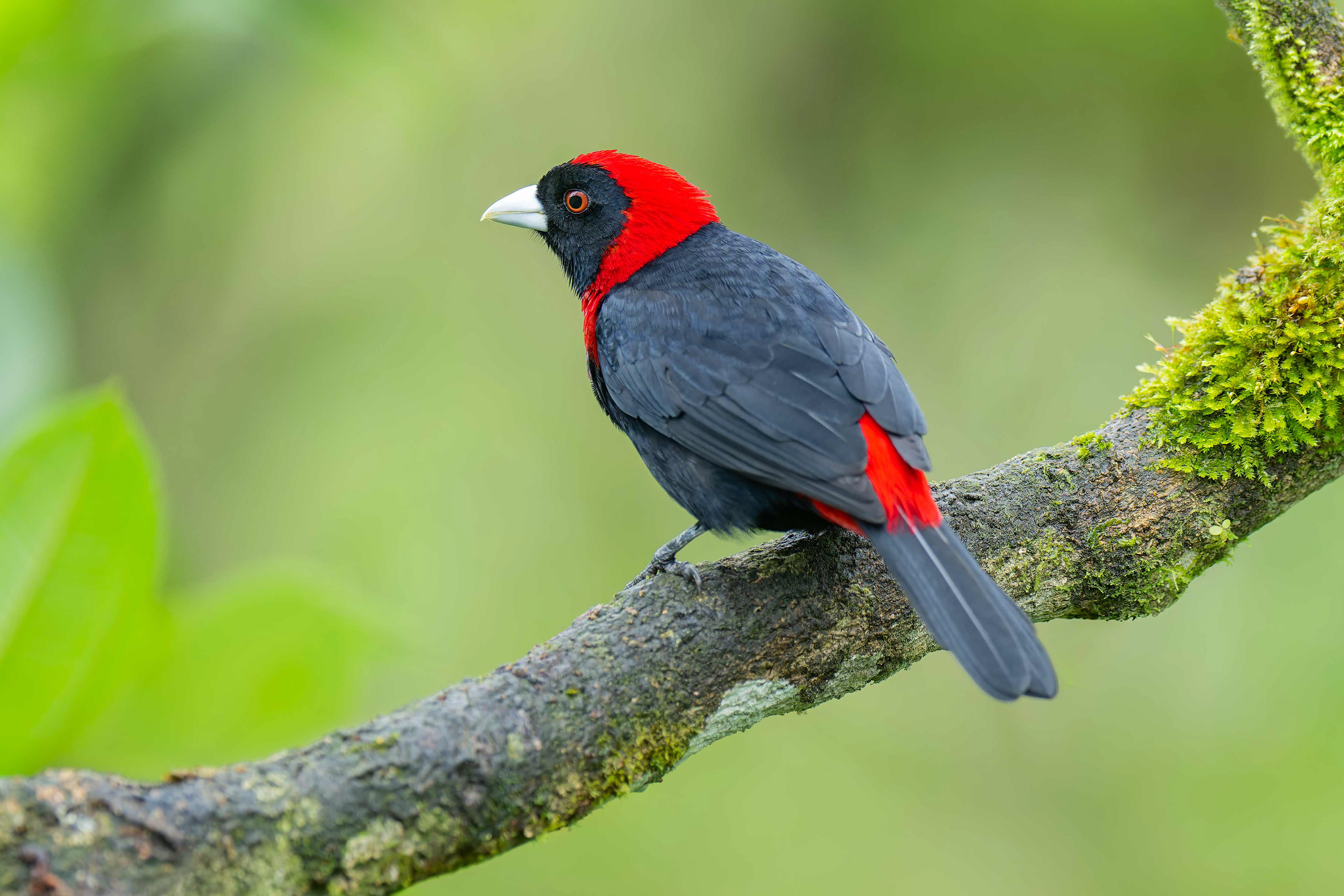 Crimson-collared Tanager (Arenal, Costa Rica)
