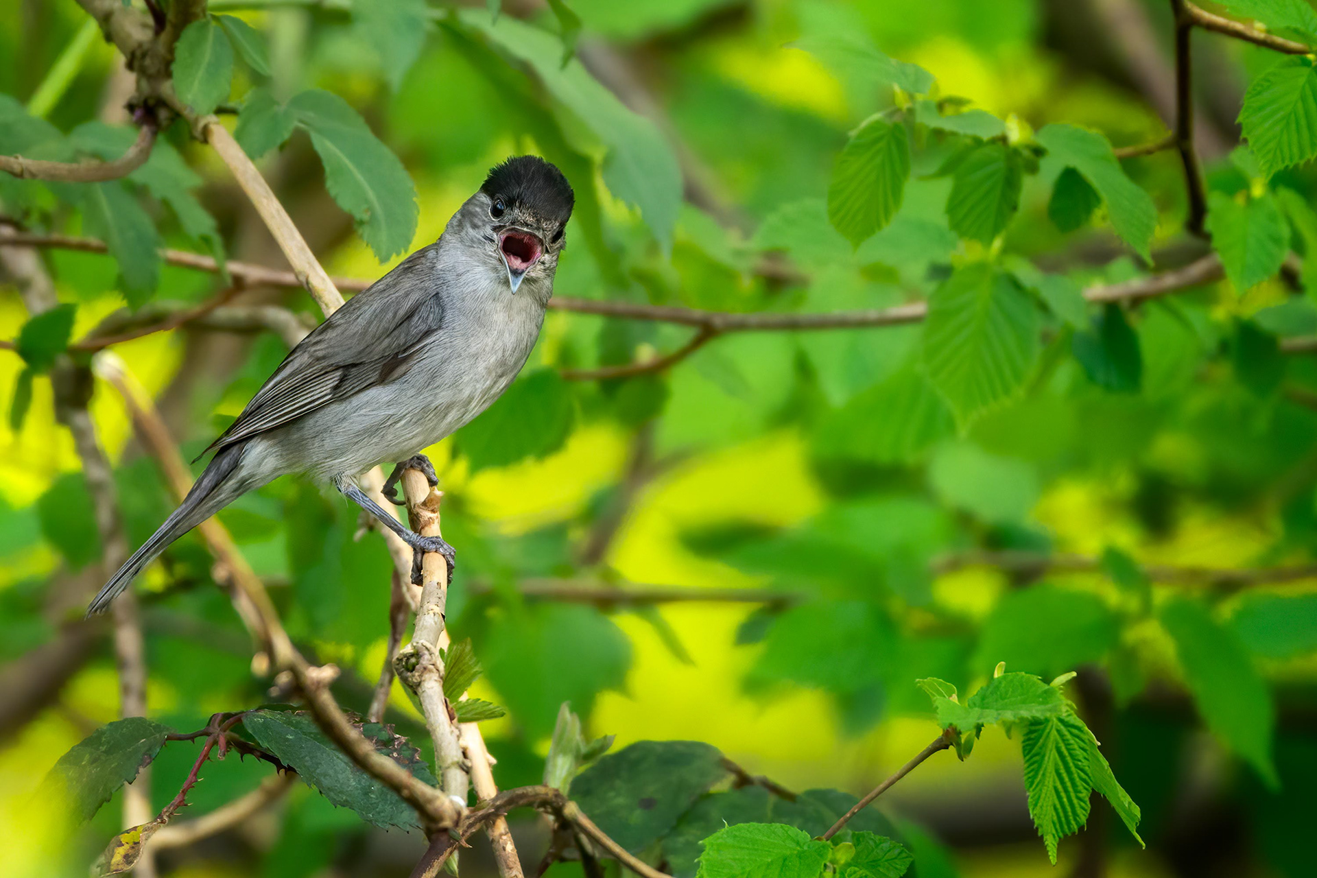 bird, blackcap, eurasian blackcap, male, singing, sylvia aricapilla