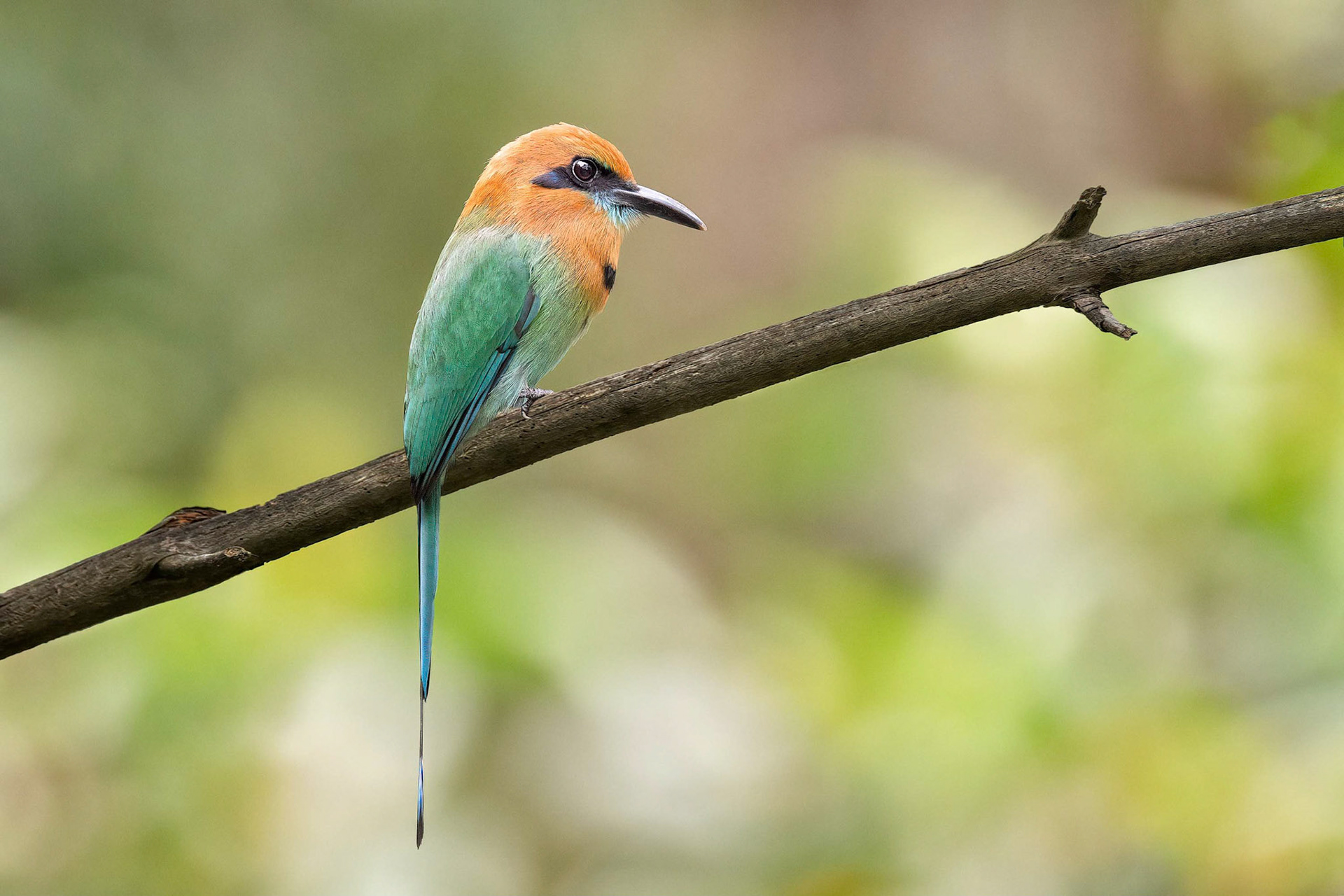 Broad-billed Motmot (Arenal, Costa Rica)