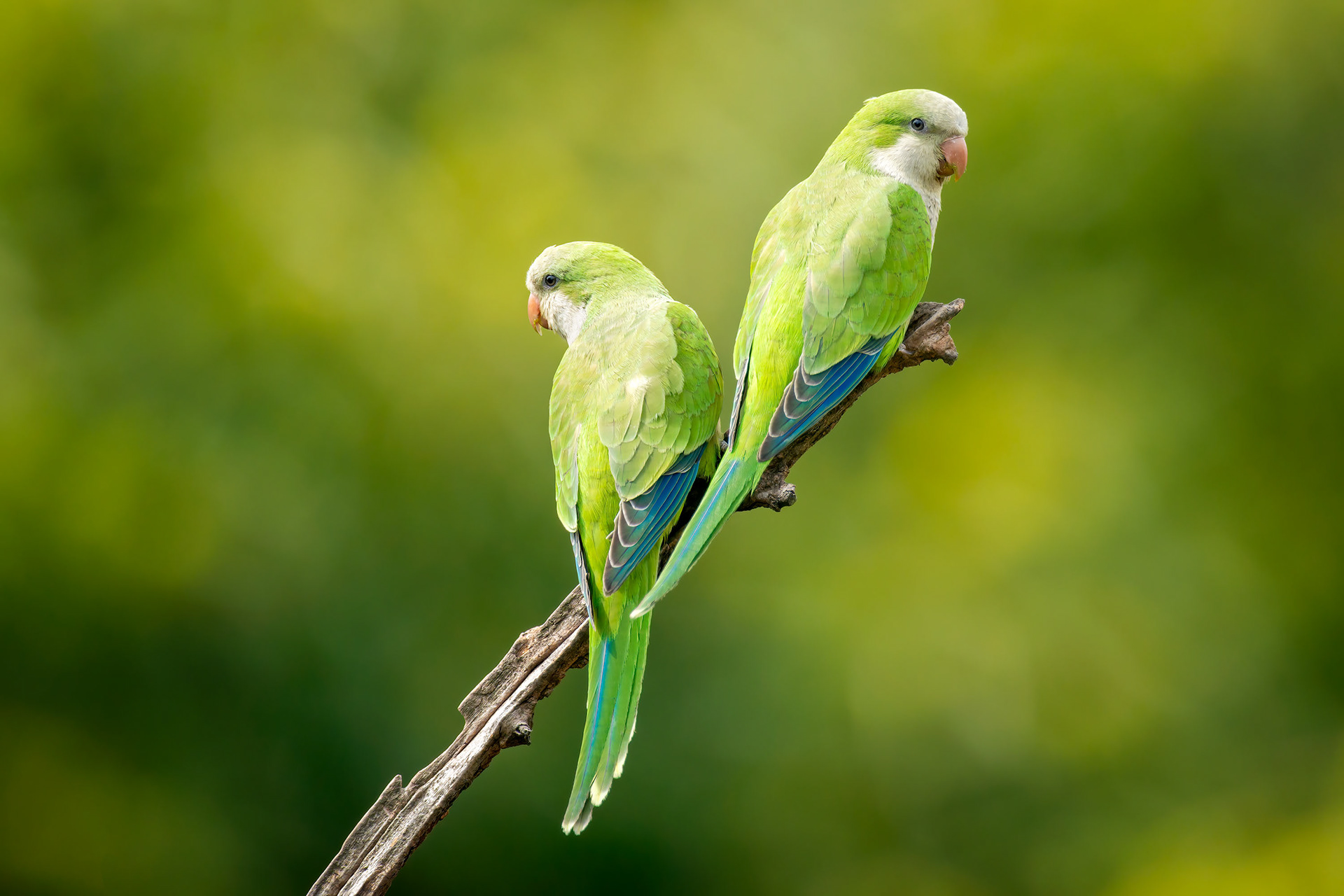 bird, monk parakeet, Brussels, Belgium