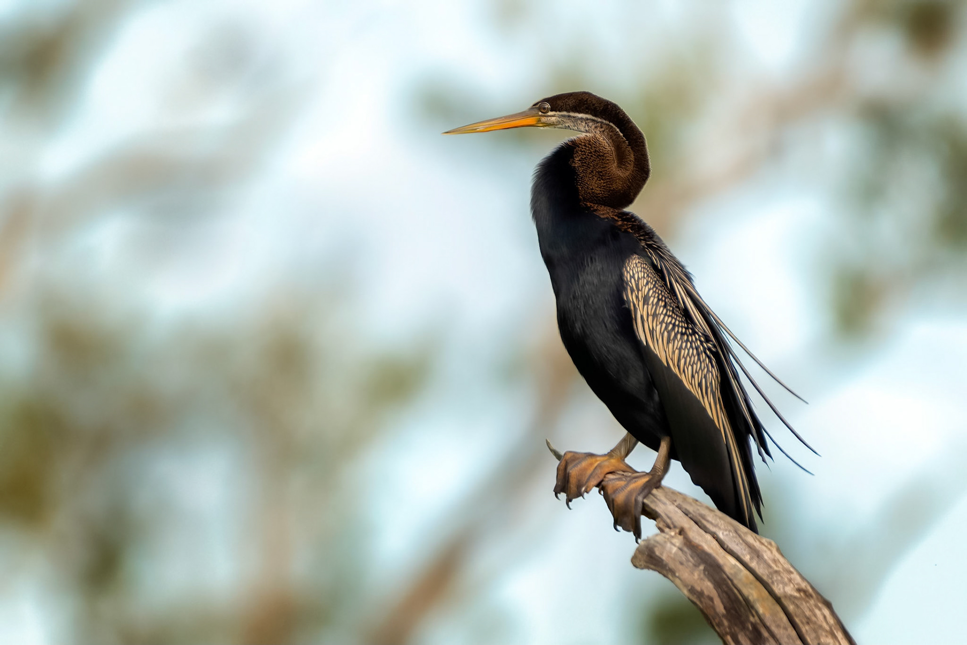 Oriental Darter (Habarana, Sri Lanka)