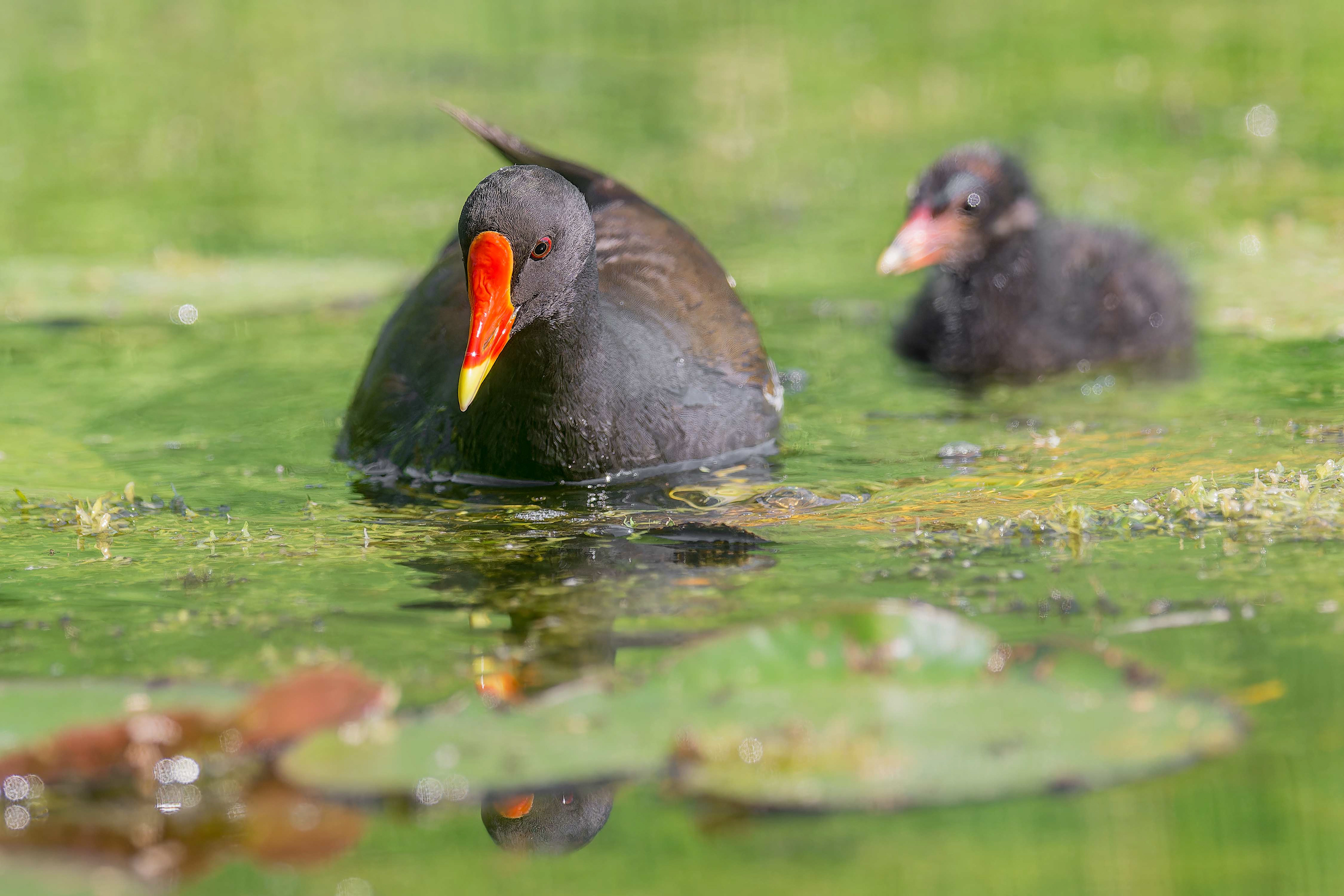 Common Moorhen (Masku, Finland)