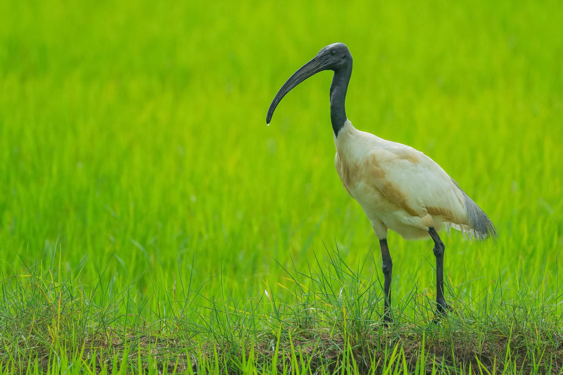 Black-headed Ibis (Dambulla, Sri Lanka)