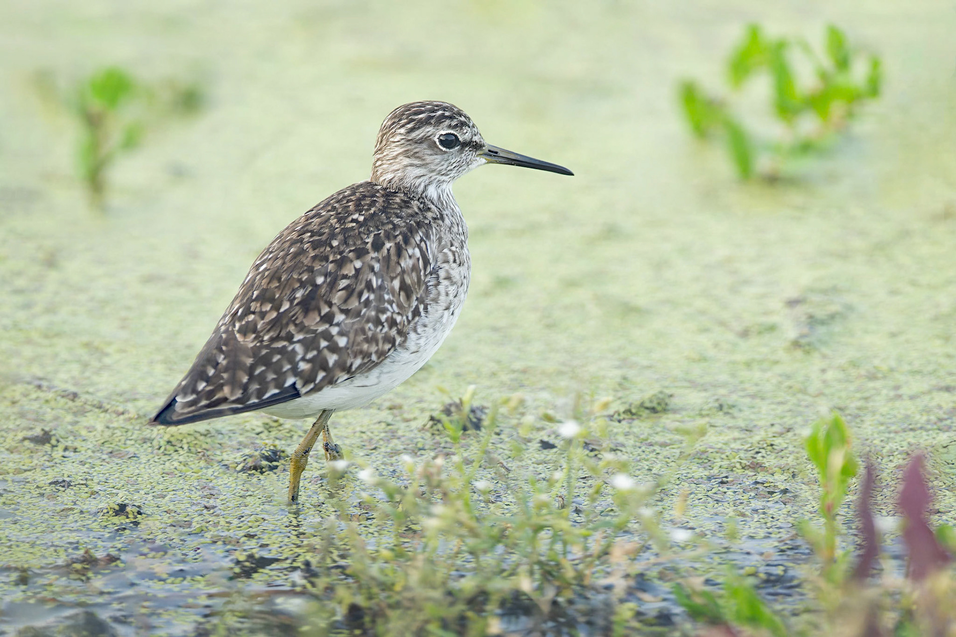Wood Sandpiper (Kisujszallas, Hungary)