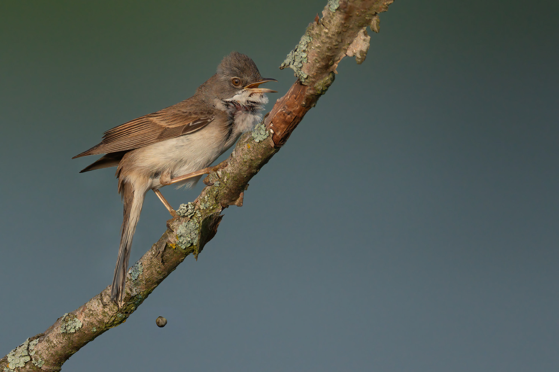 bird, common whitethroat, Raisio, Finland