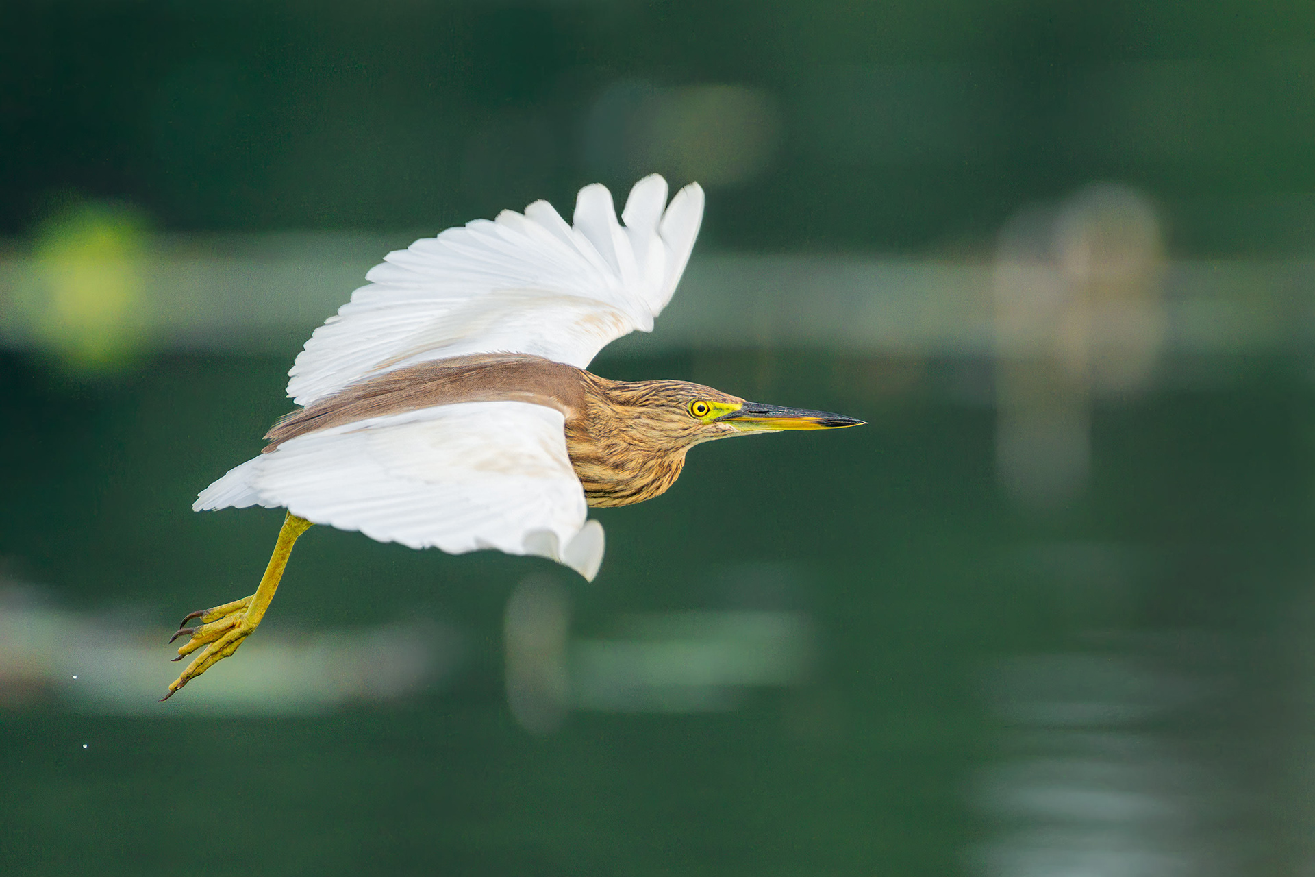bird, Indian pond heron, Sri Lanka, Habarana