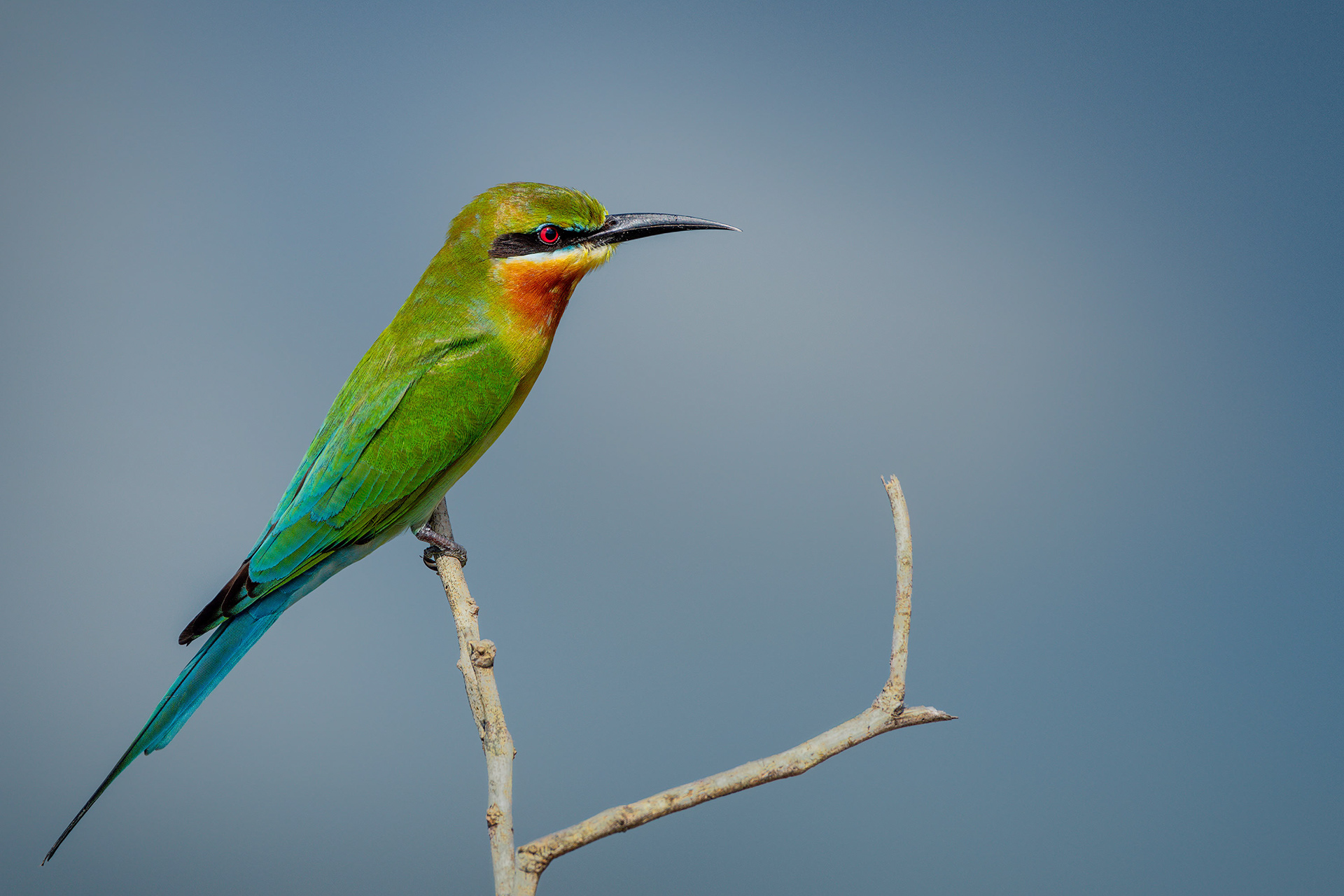 bird, blue-tailed bee-eater, Bundala, Sri Lanka