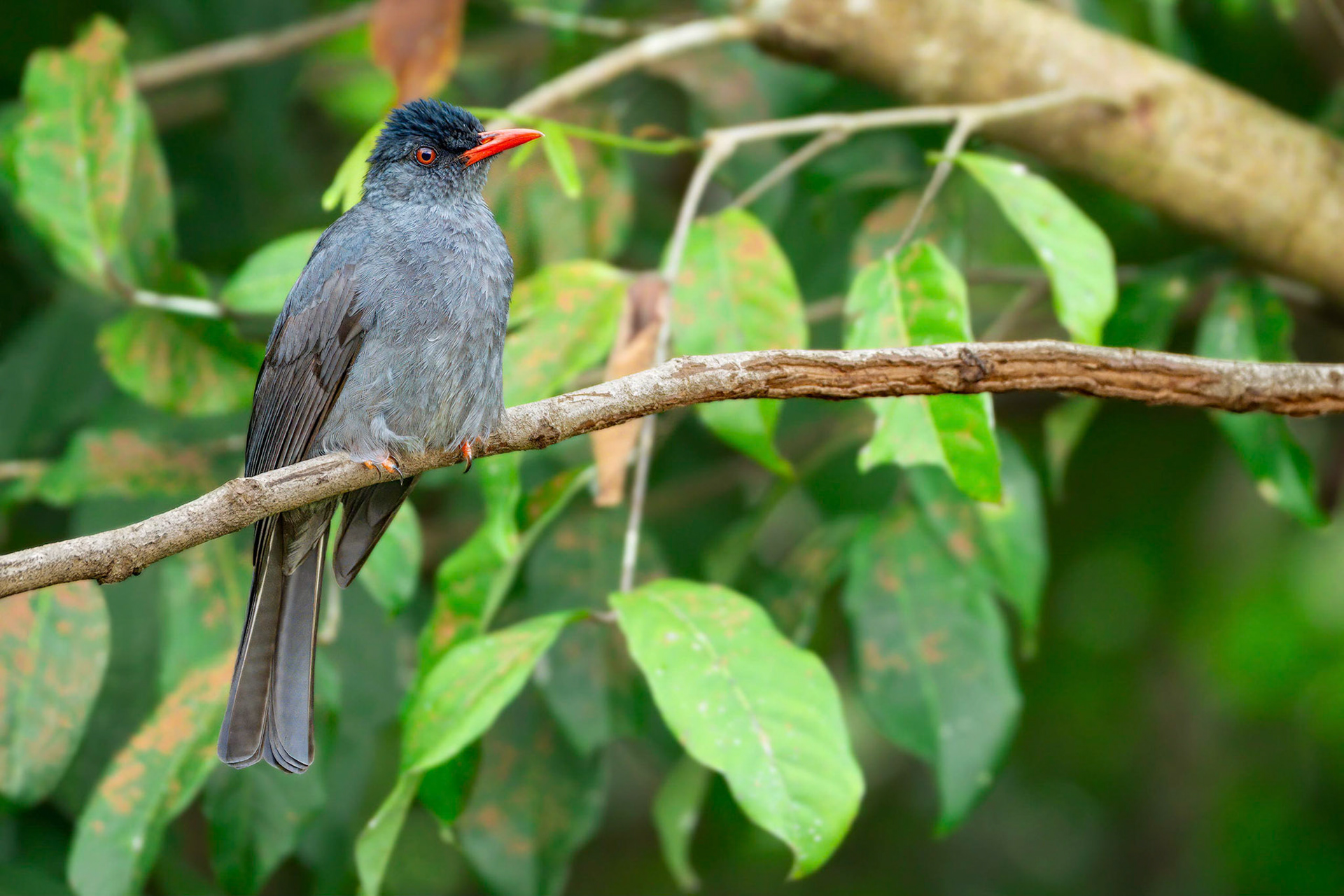 Black Bulbul (Sinharaja, Sri Lanka)
