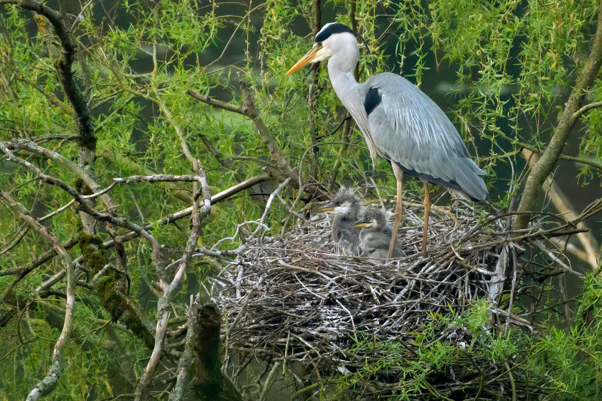 Grey Heron (Brussels, Belgium)