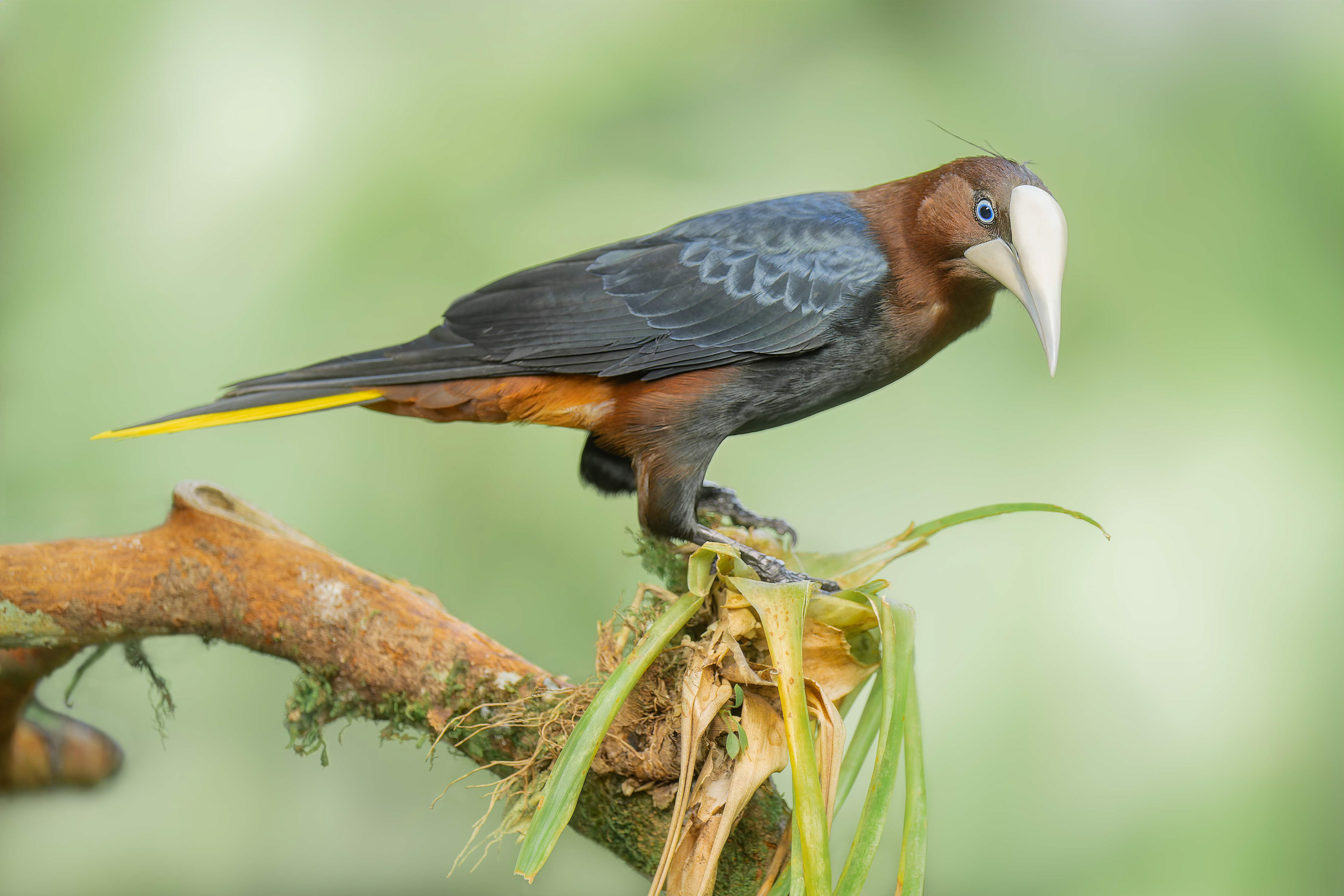 Chestnut-headed Oropendola (Sarapiqui, Costa Rica)