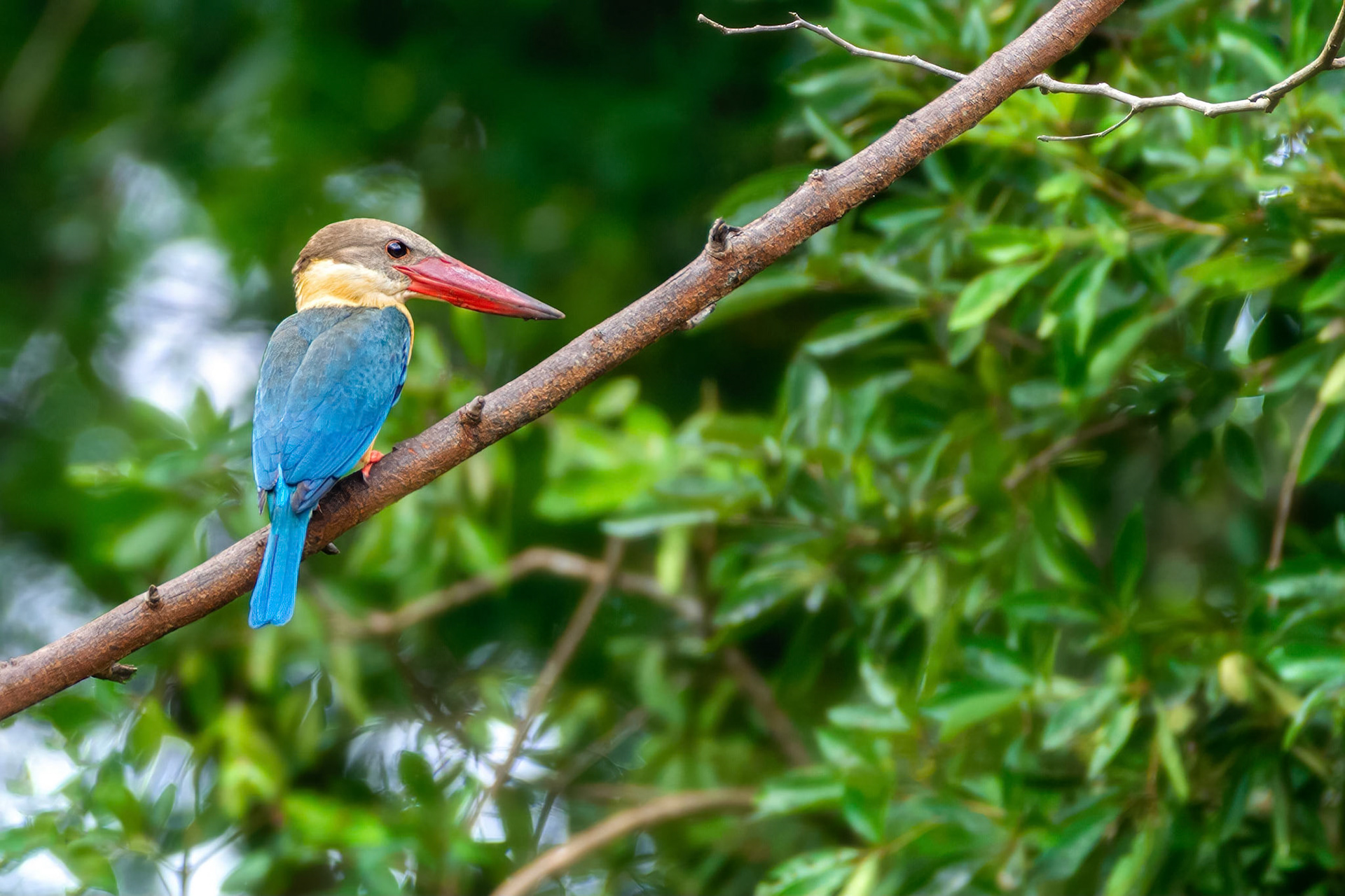 Stork-billed Kingfisher (Habarana, Sri Lanka)