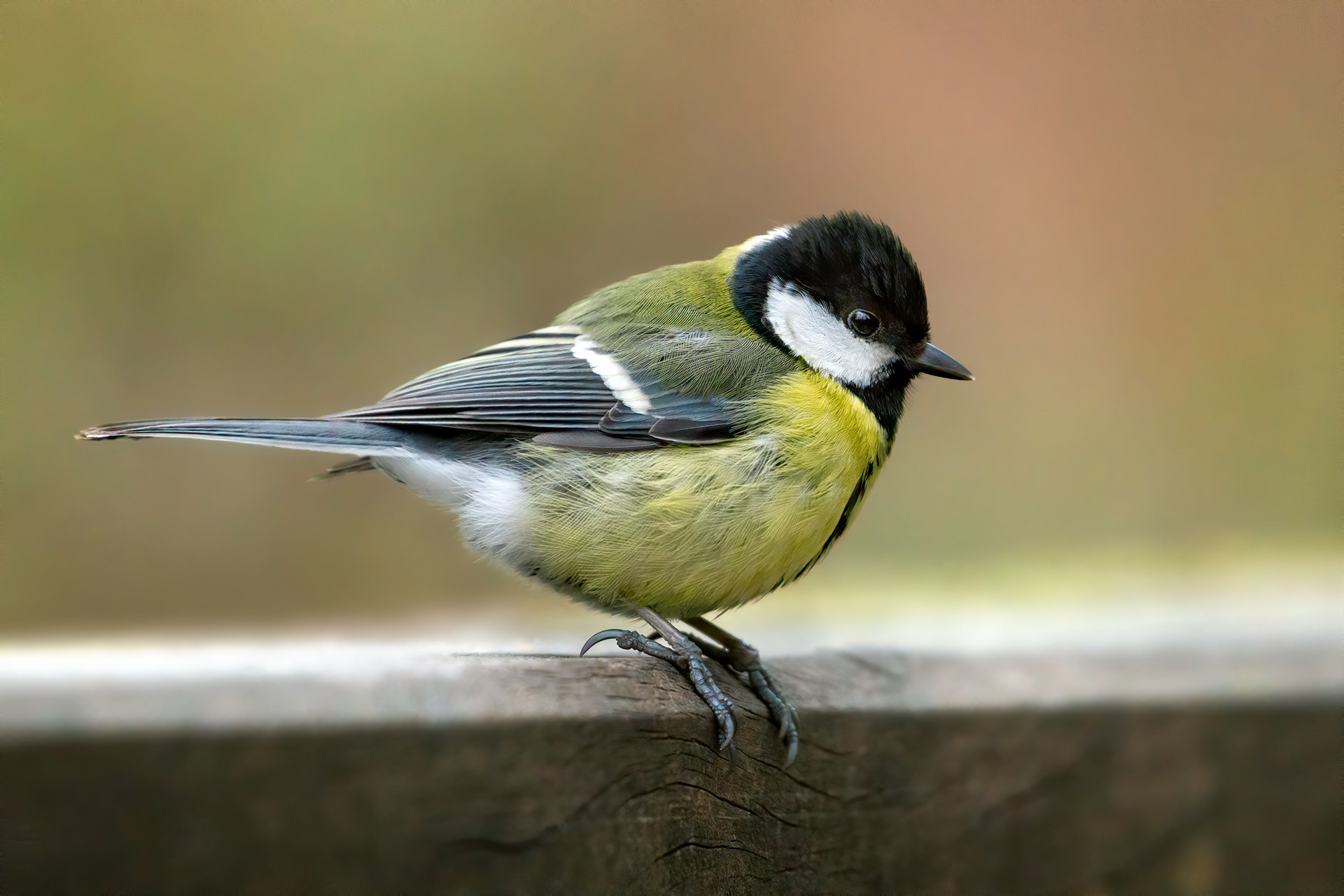 bird, great tit, perching, Brussels, Belgium