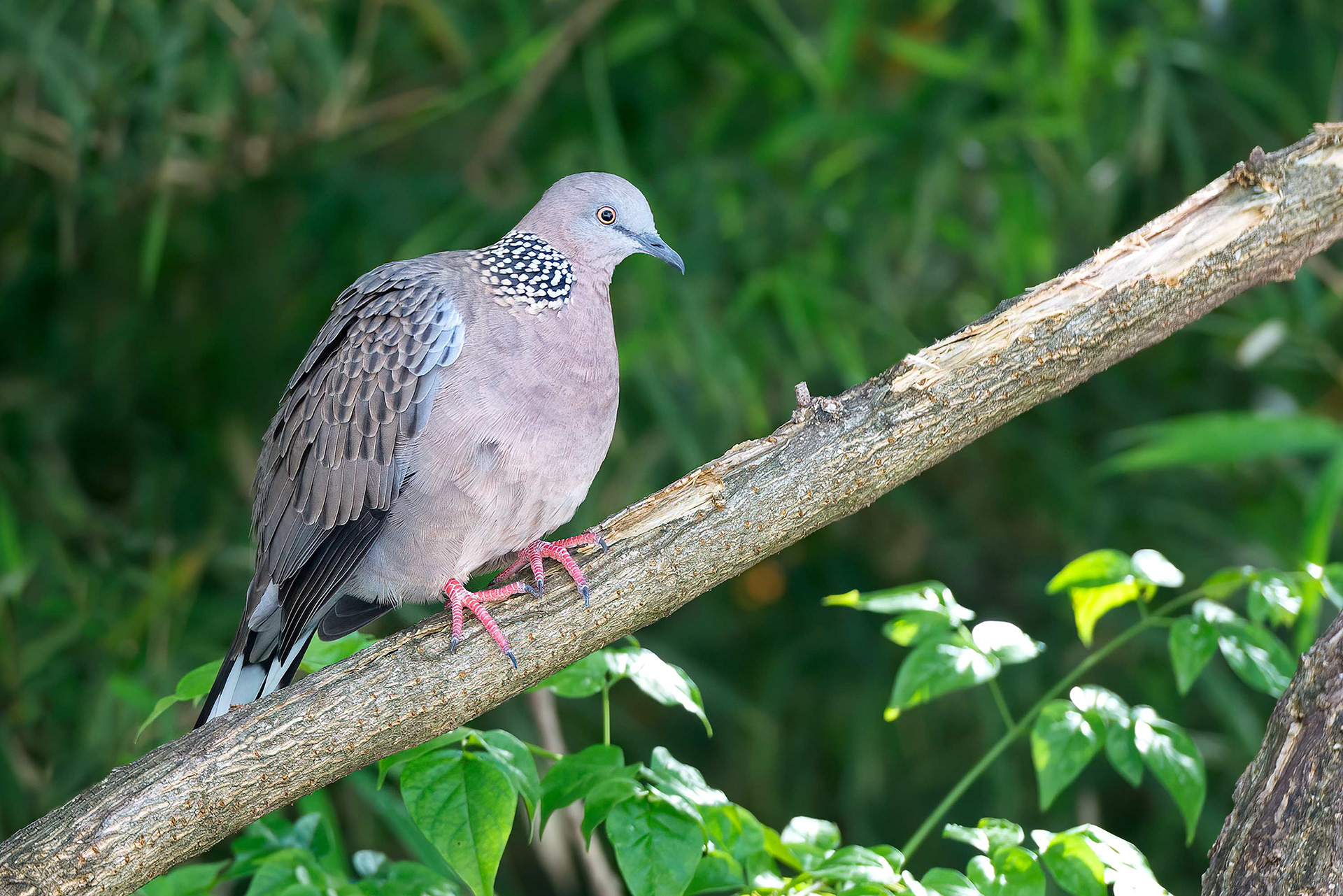 bird, spotted dove, Chiang Mai, Thailand