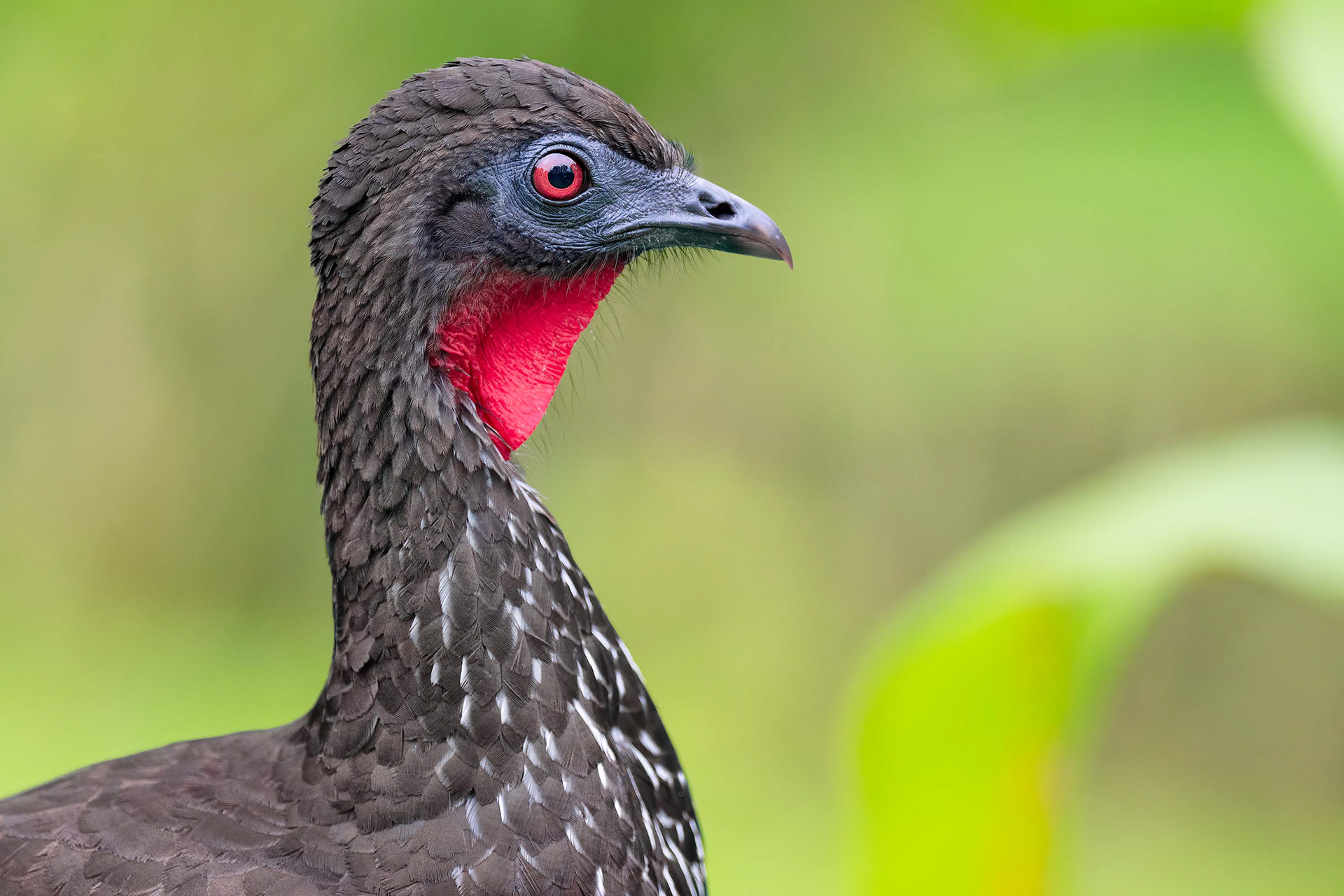 Crested guan, Arenal, Costa Rica