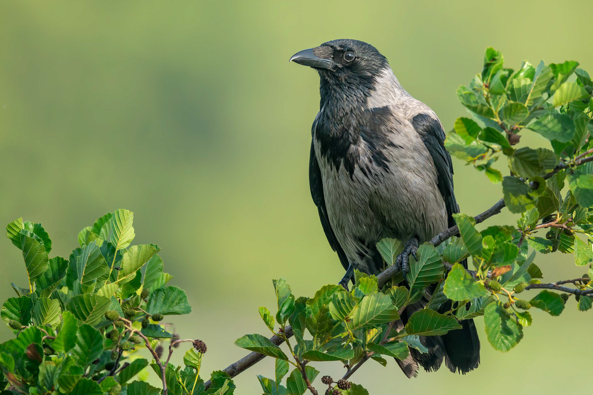 bird, hooded crow, Naantali, Finland