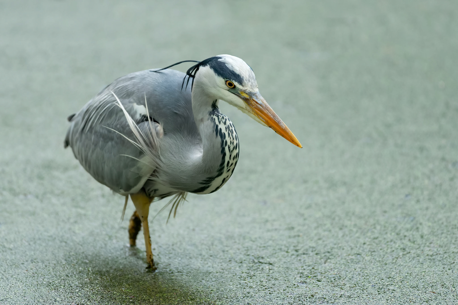 Grey Heron (Brussels, Belgium)