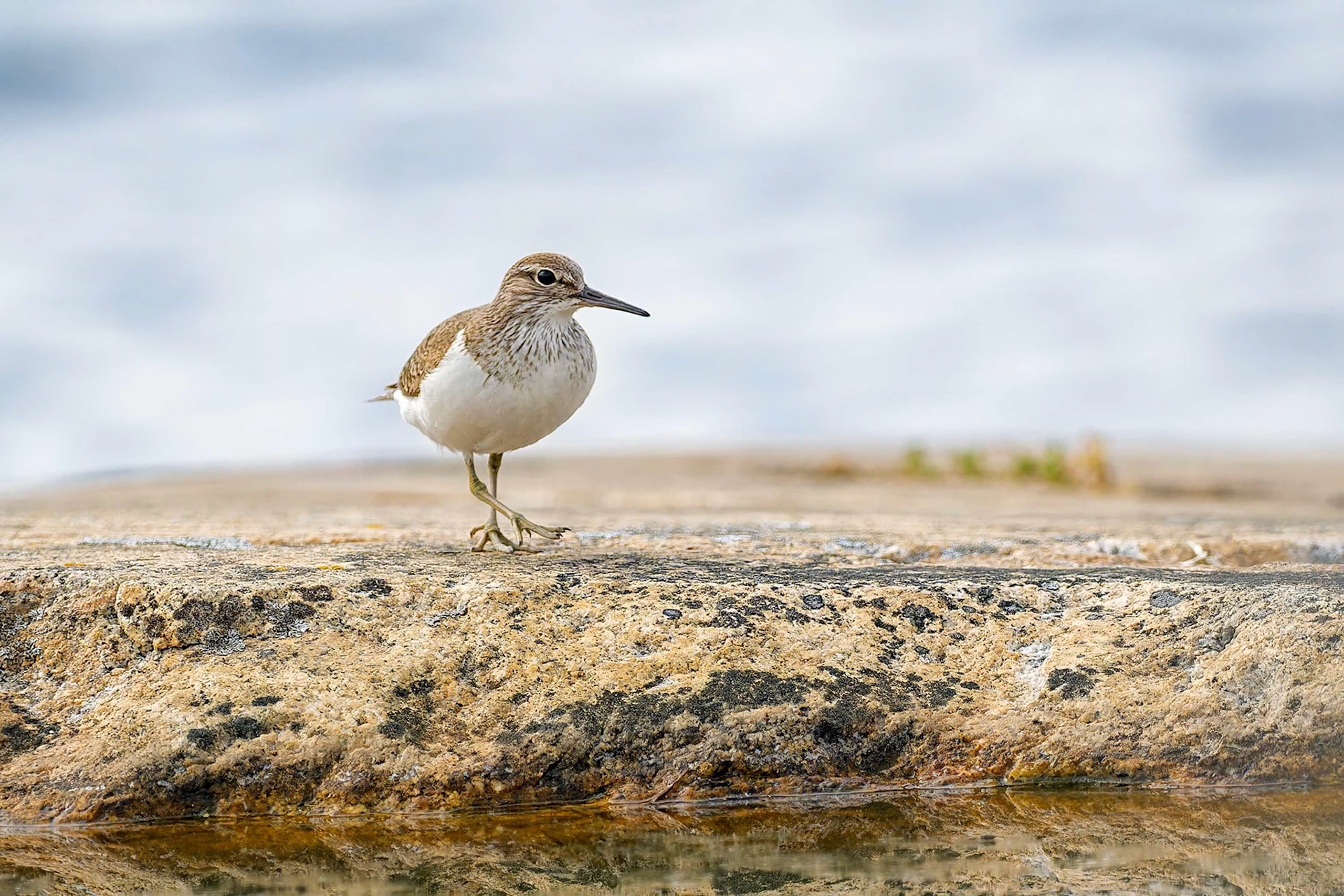 Common Sandpiper (Kustavi, Finland)