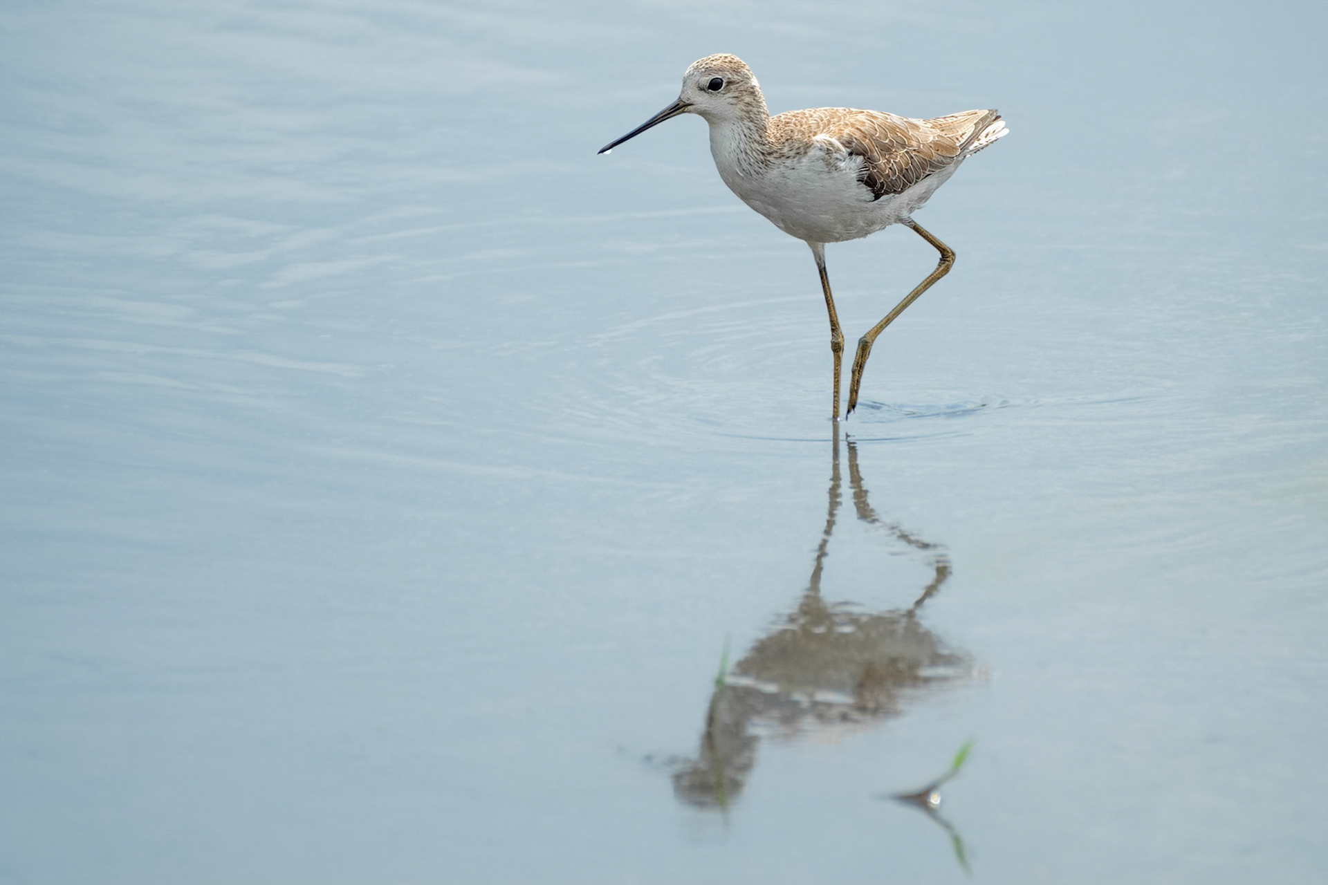 Black-winged Stilt (Yala, Sri Lanka)