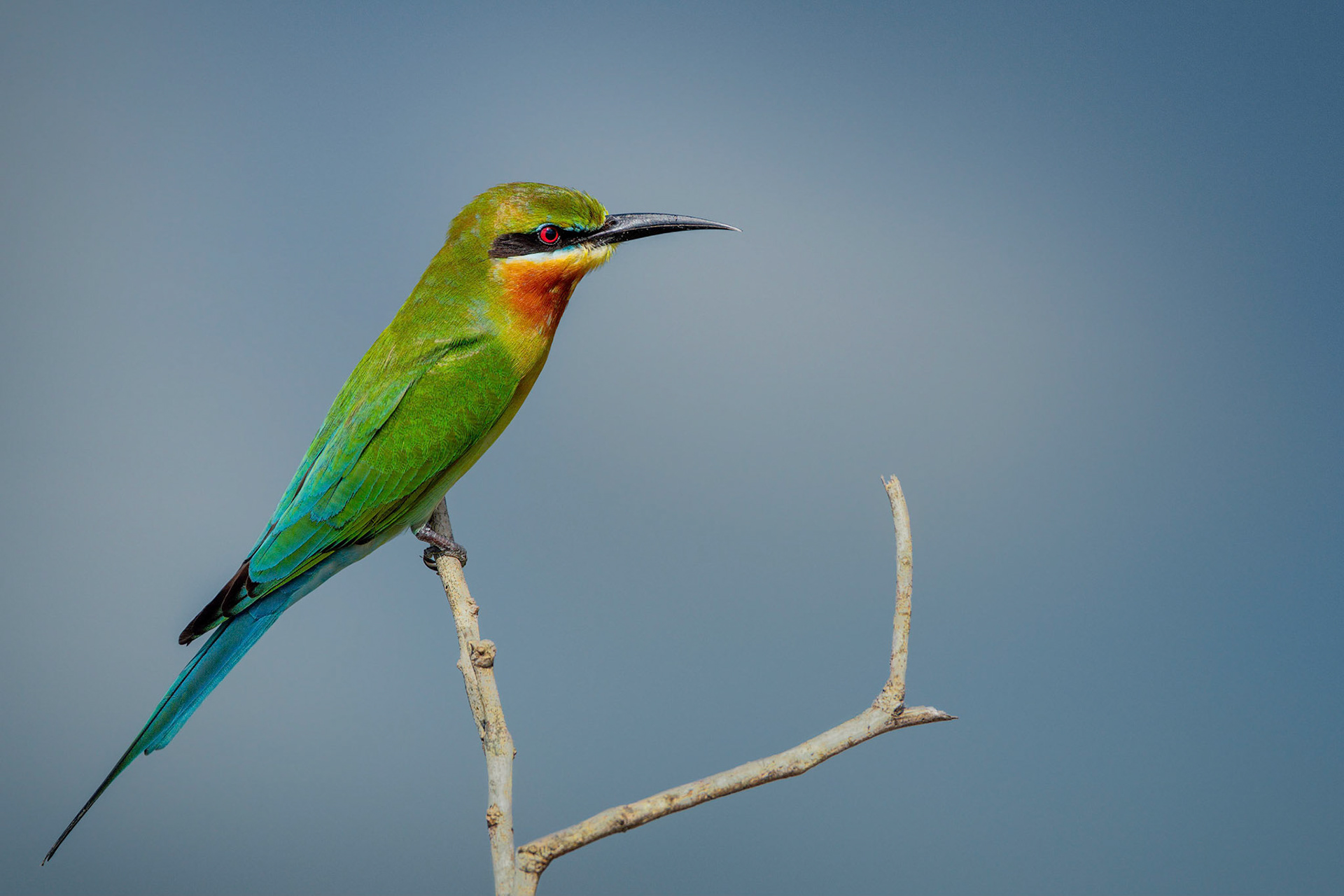 Blue-tailed Bee-eater (Bundala, Sri Lanka)