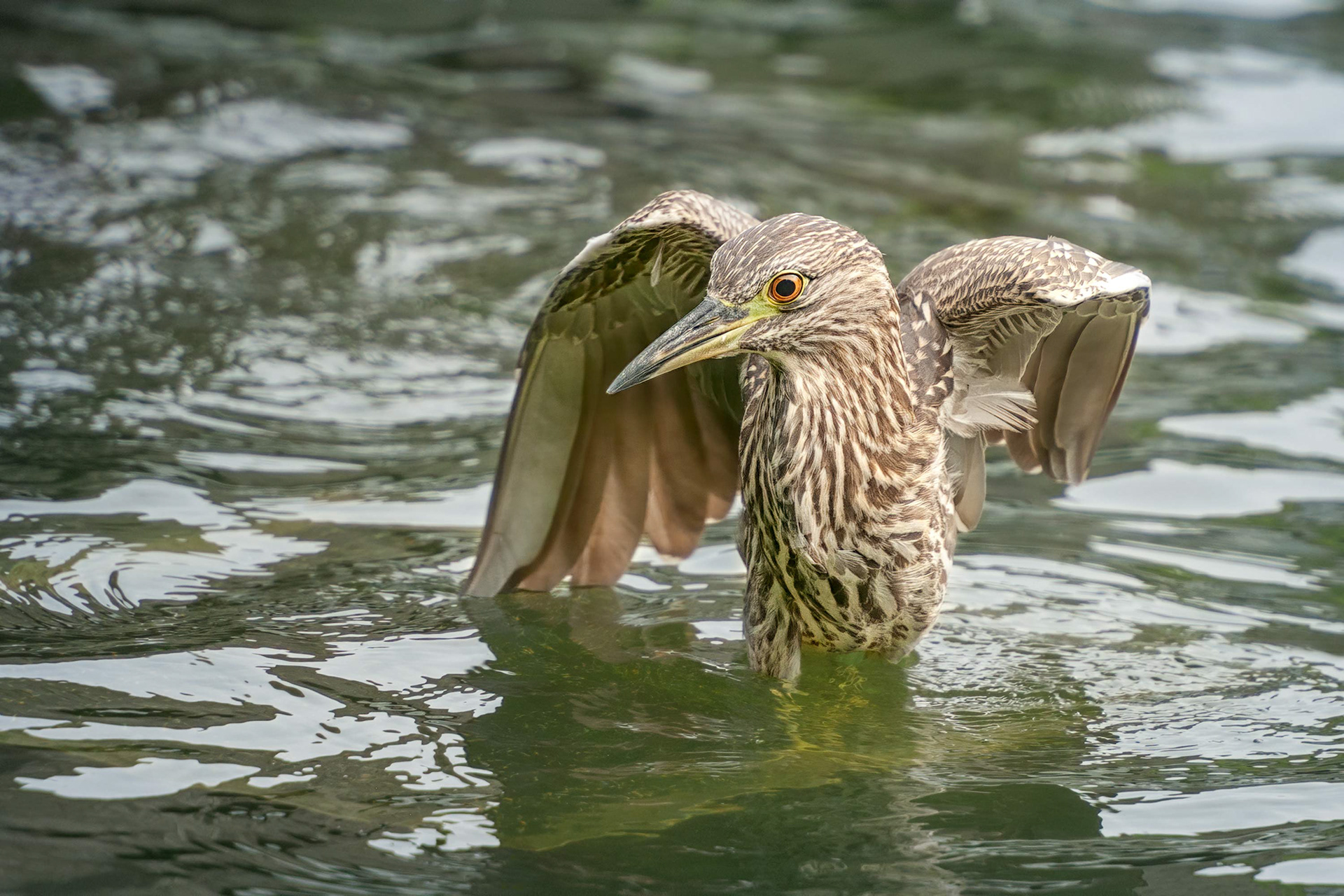 bird, juvenile black-crowned night heron