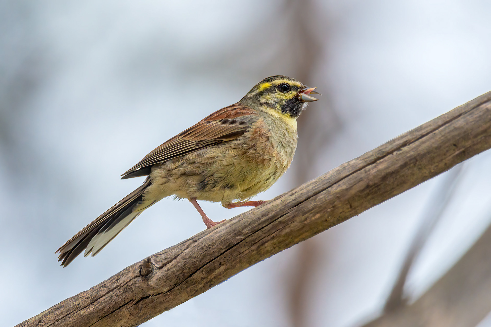 bird, Cirl Bunting, Porto Conte, Sardinia