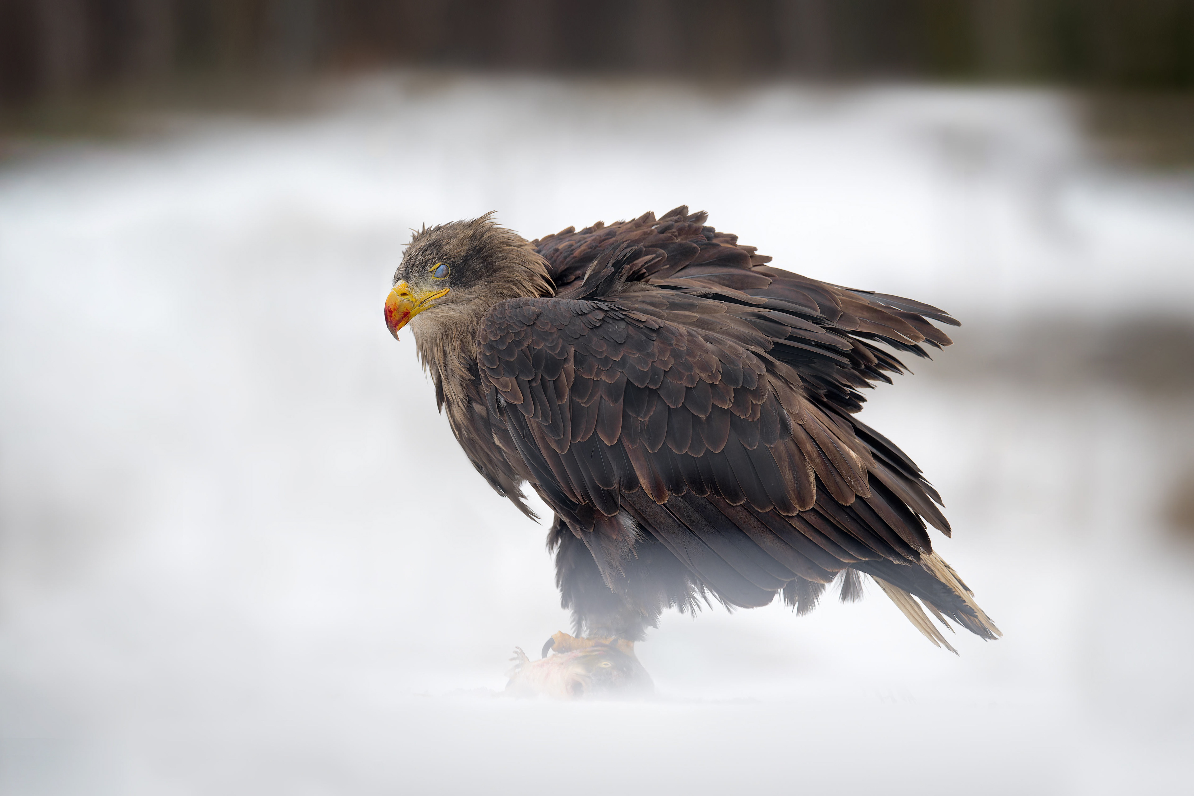 White-tailed Eagle (bird in human care, Hlinsko, Czech Republic)