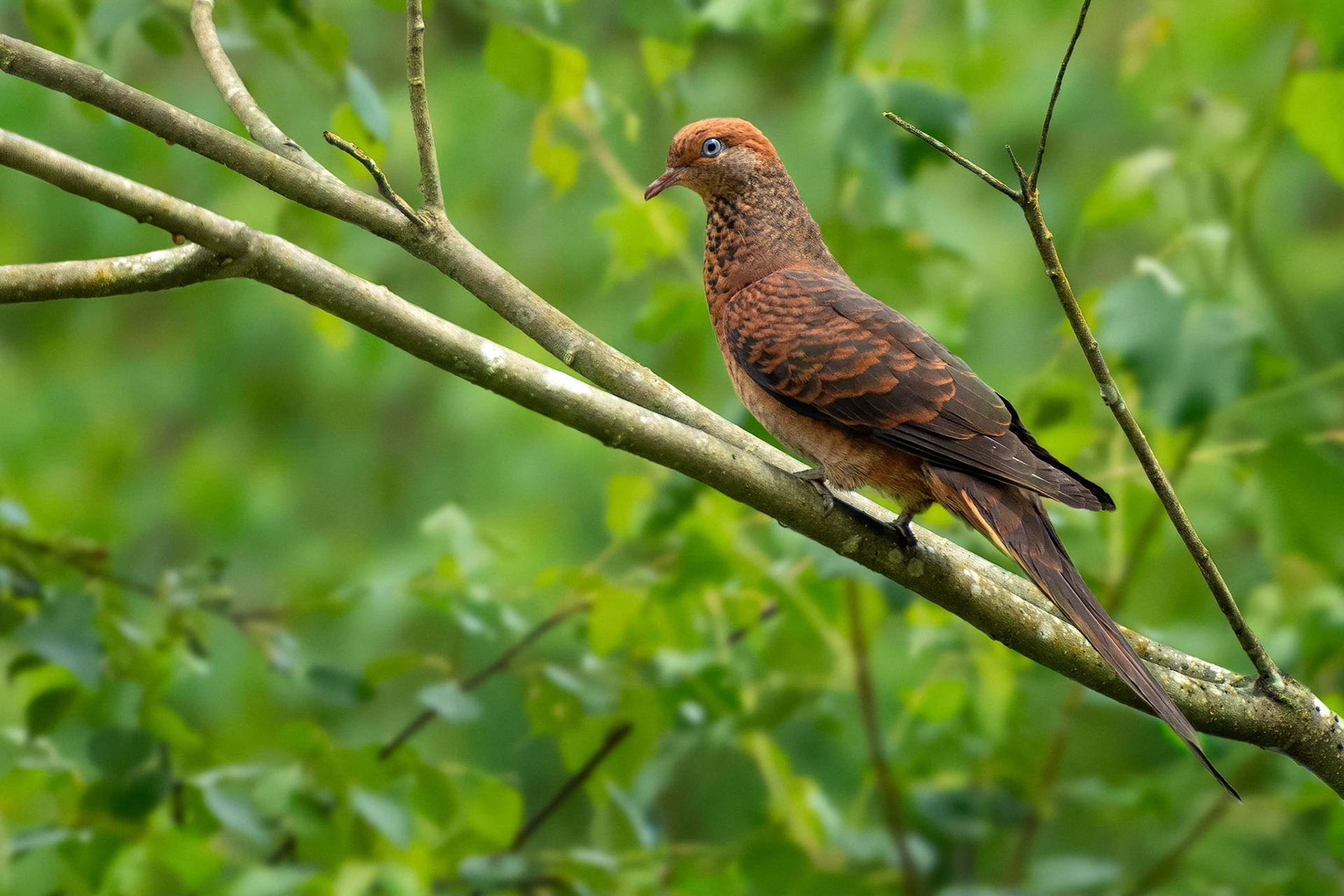 Little Cuckoo-dove (Fraser's Hill, Malaysia)