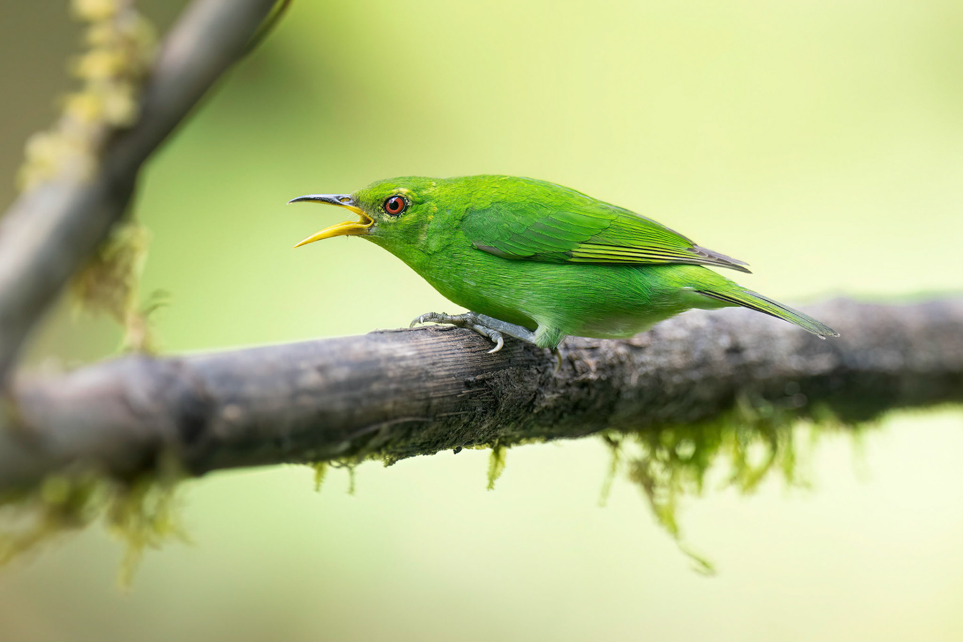 Green Honeycreeper (La Fortuna, Costa Rica)