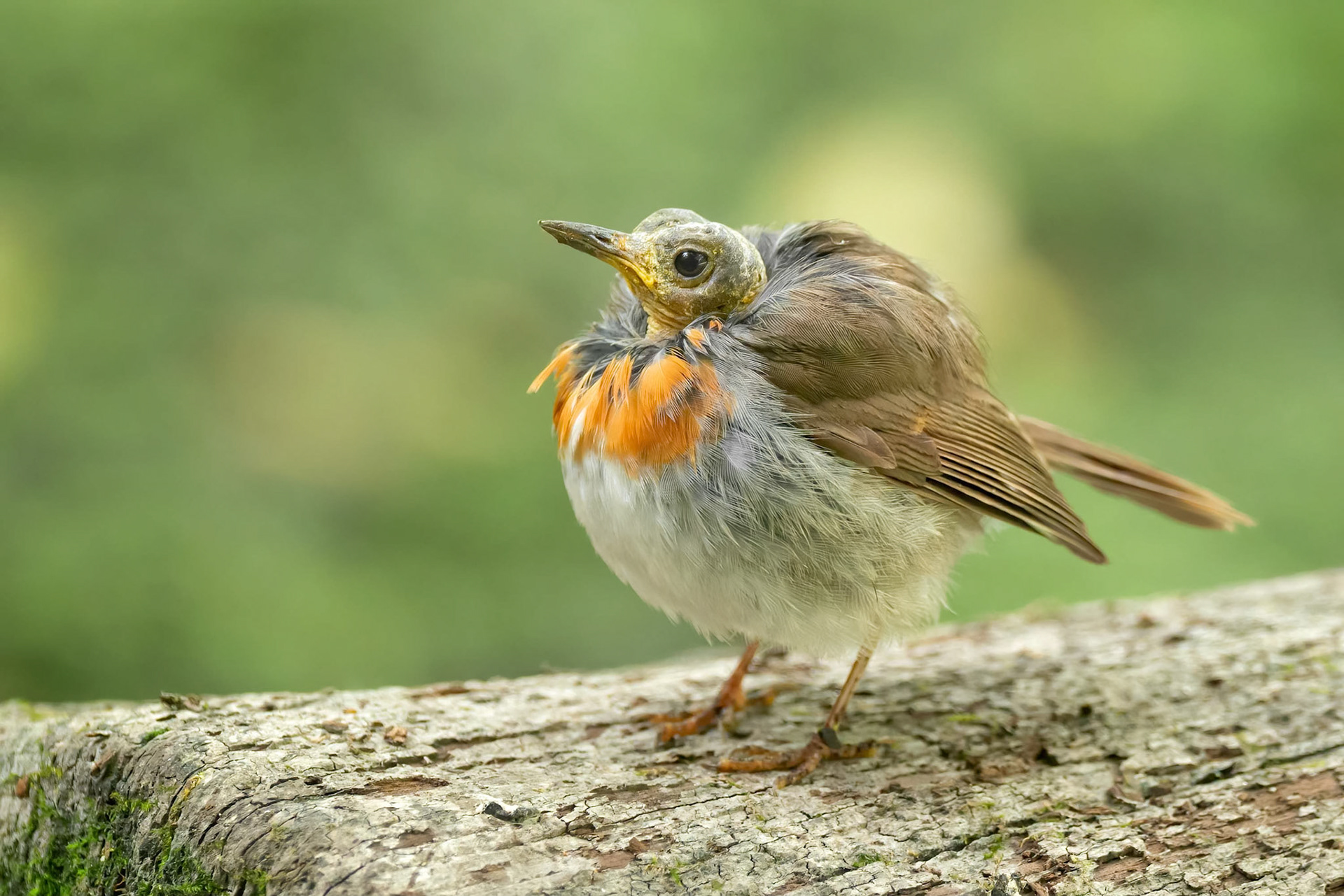 European Robin (Brussels, Belgium)