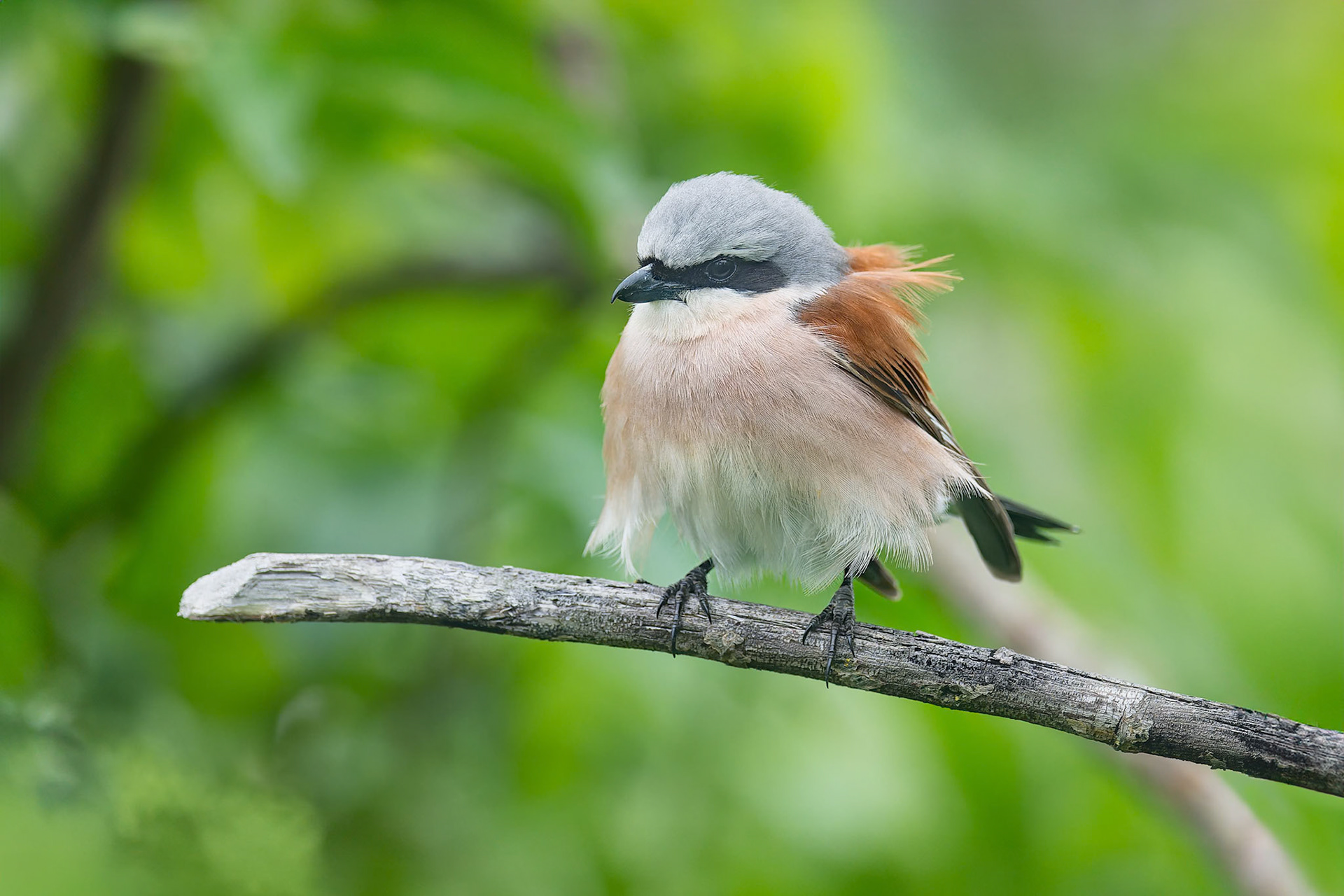 Red-backed Shrike (Illmitz, Austria)