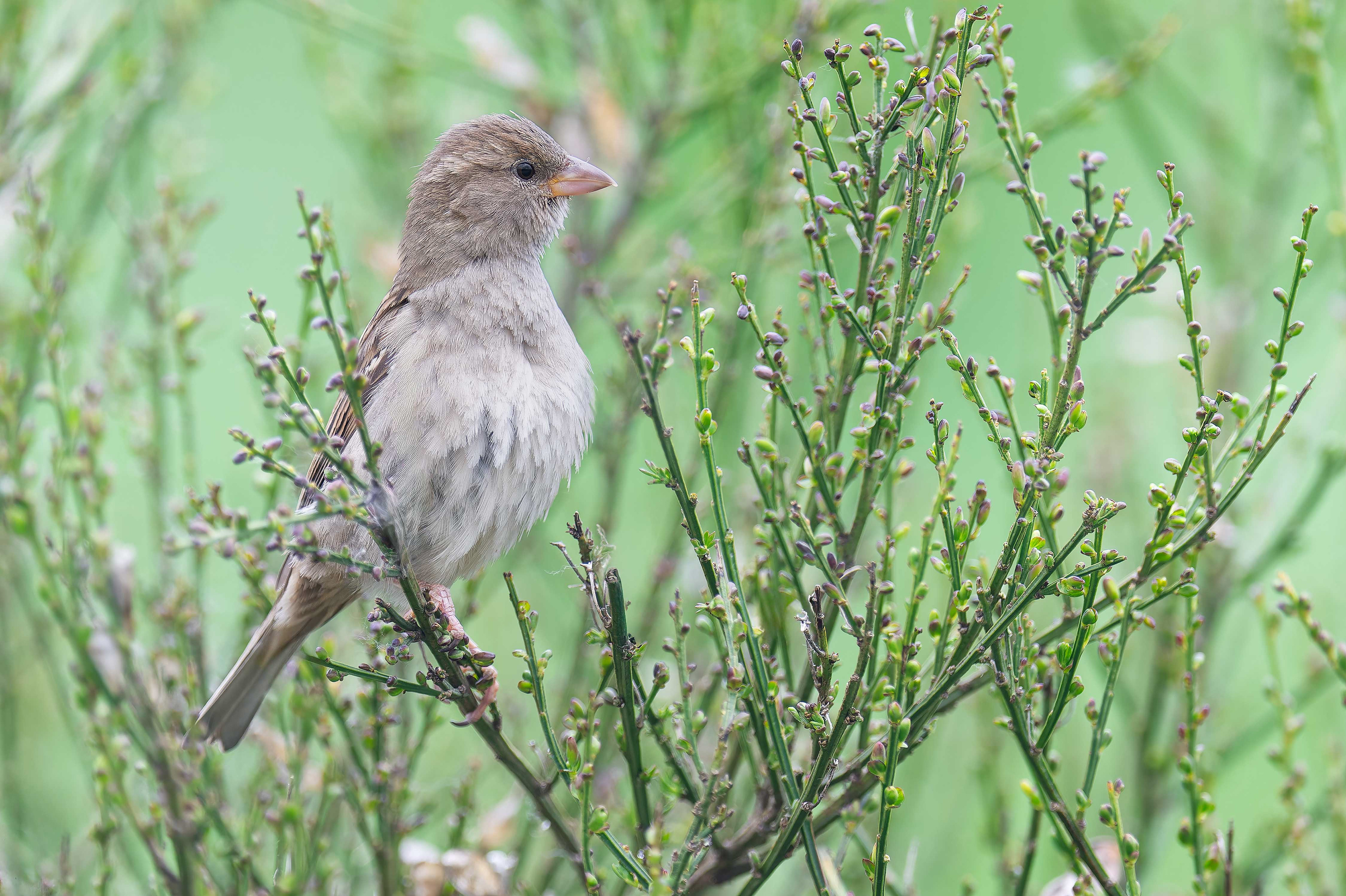 Common Rosefinch (Olomouc, Czech Republic)