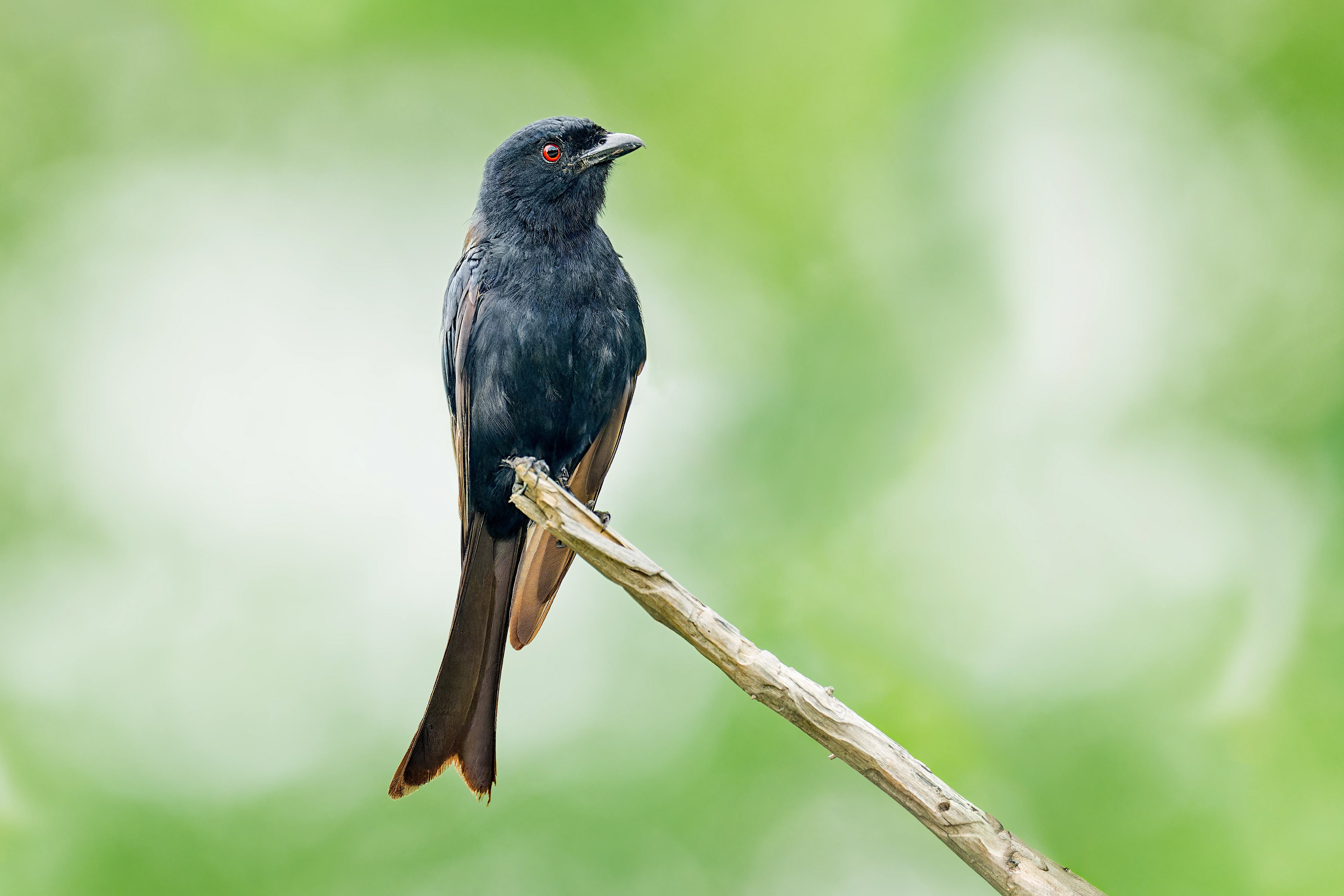 Fork-tailed Drongo (Etosha, Namibia)