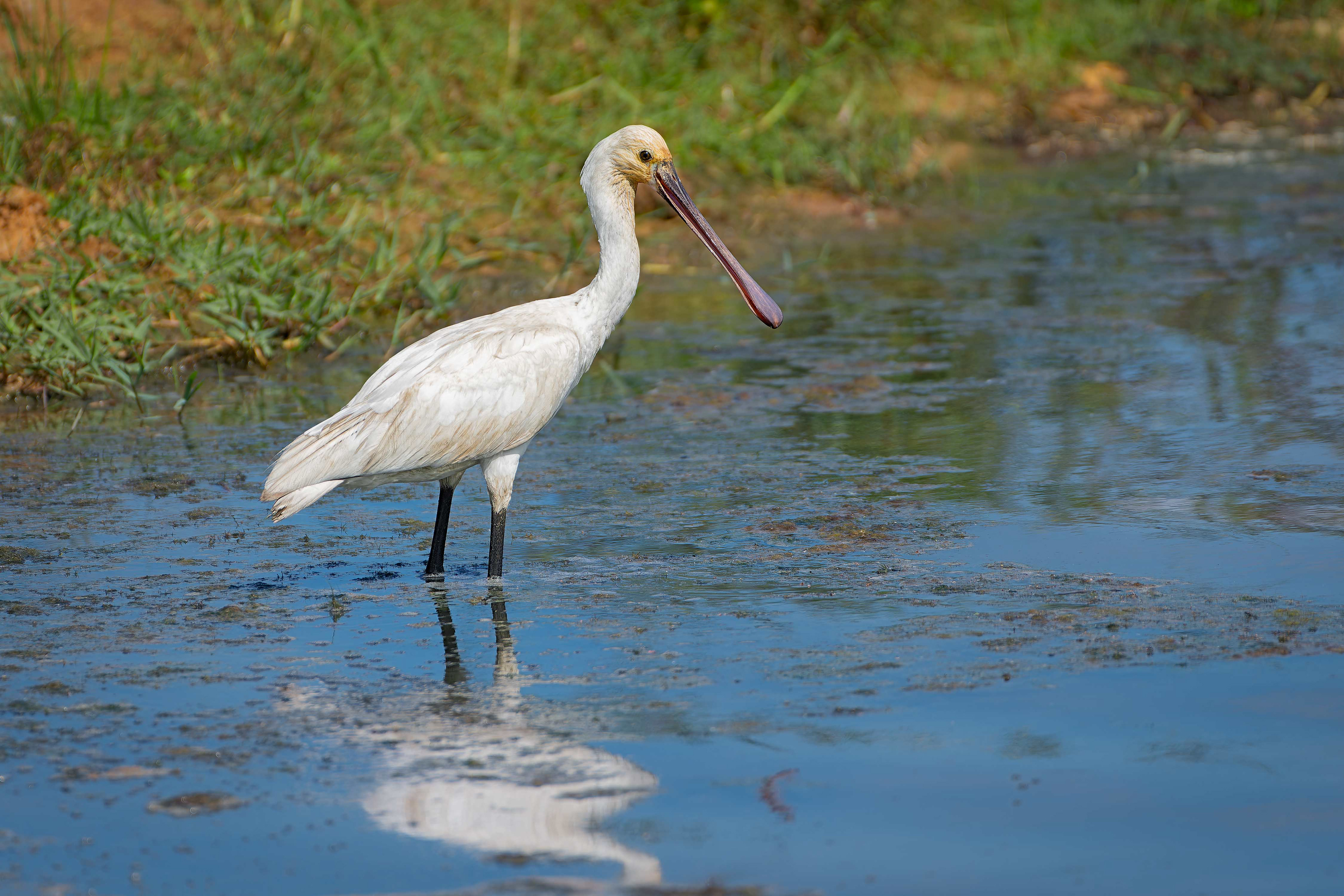 Eurasian Spoonbill (Yala, Sri Lanka)