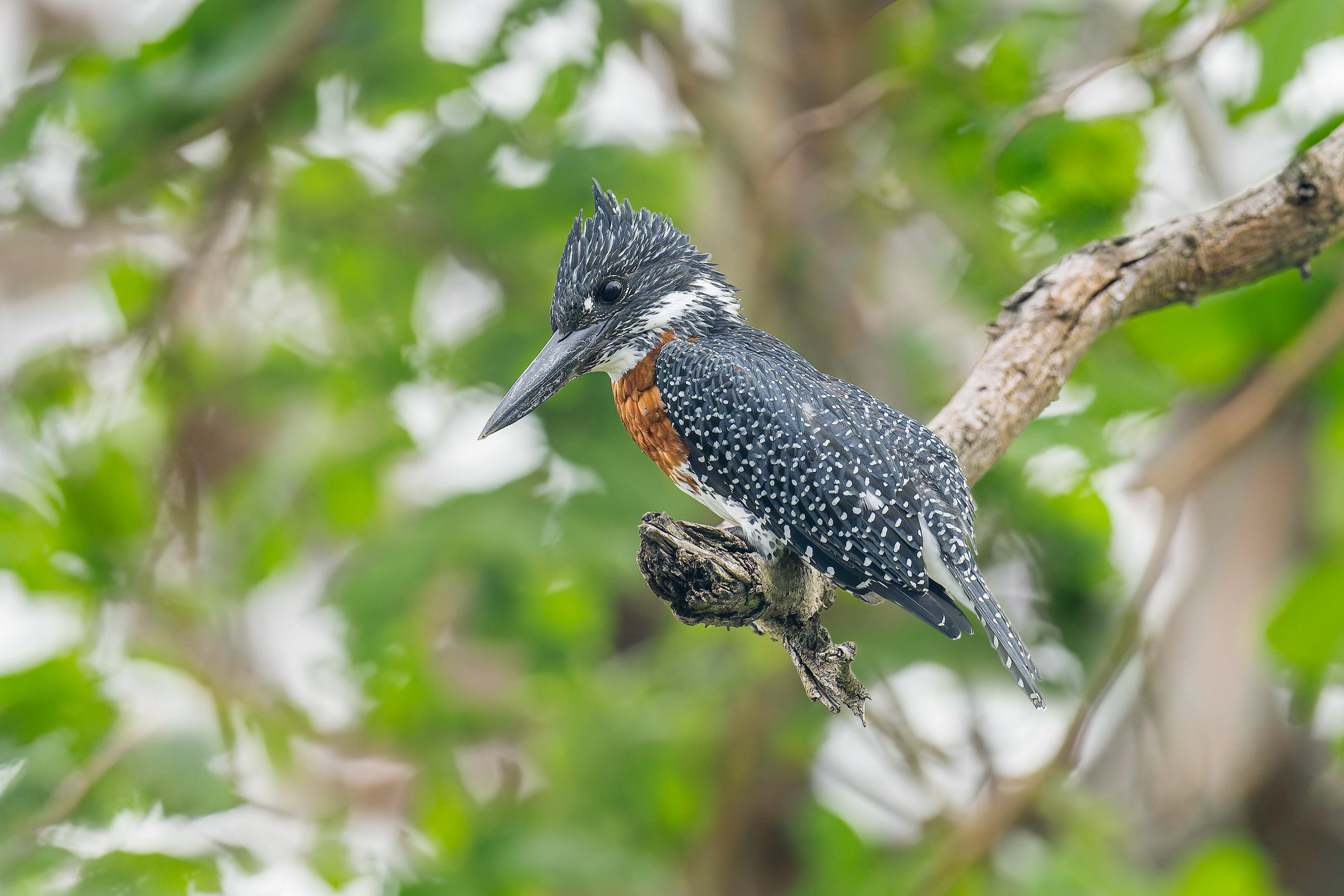 Giant Kingfisher (Shakawe, Botswana)