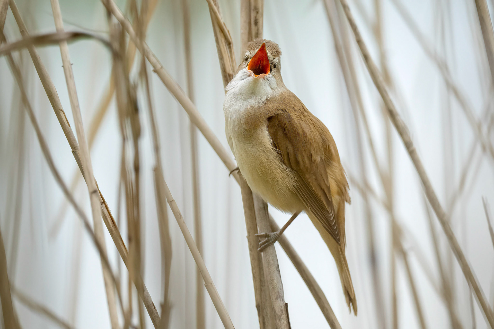 Great Reed Warbler (Horka nad Moravou, Czech Republic)