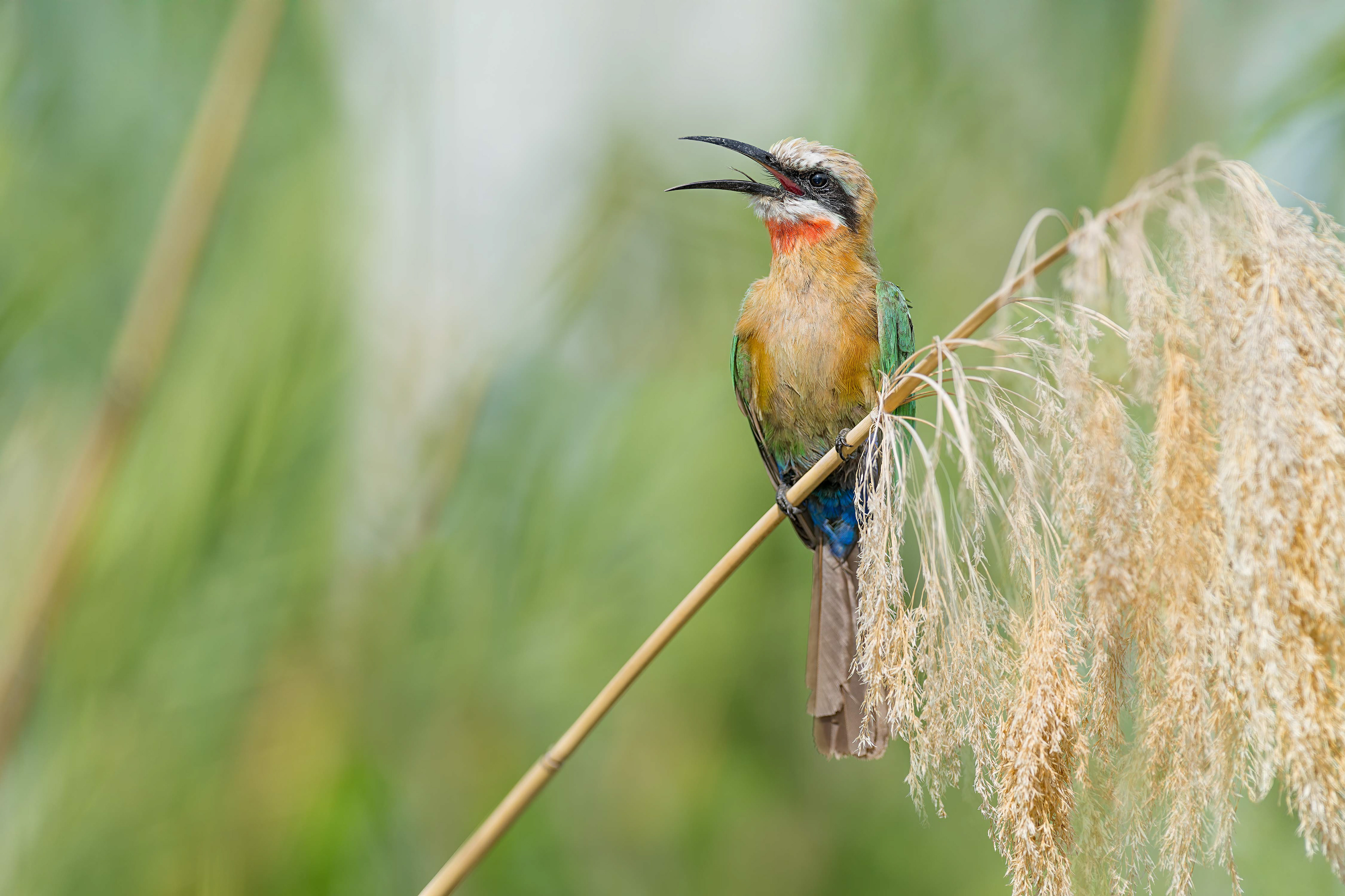 White-fronted Bee-eater (Shakawe, Botswana)